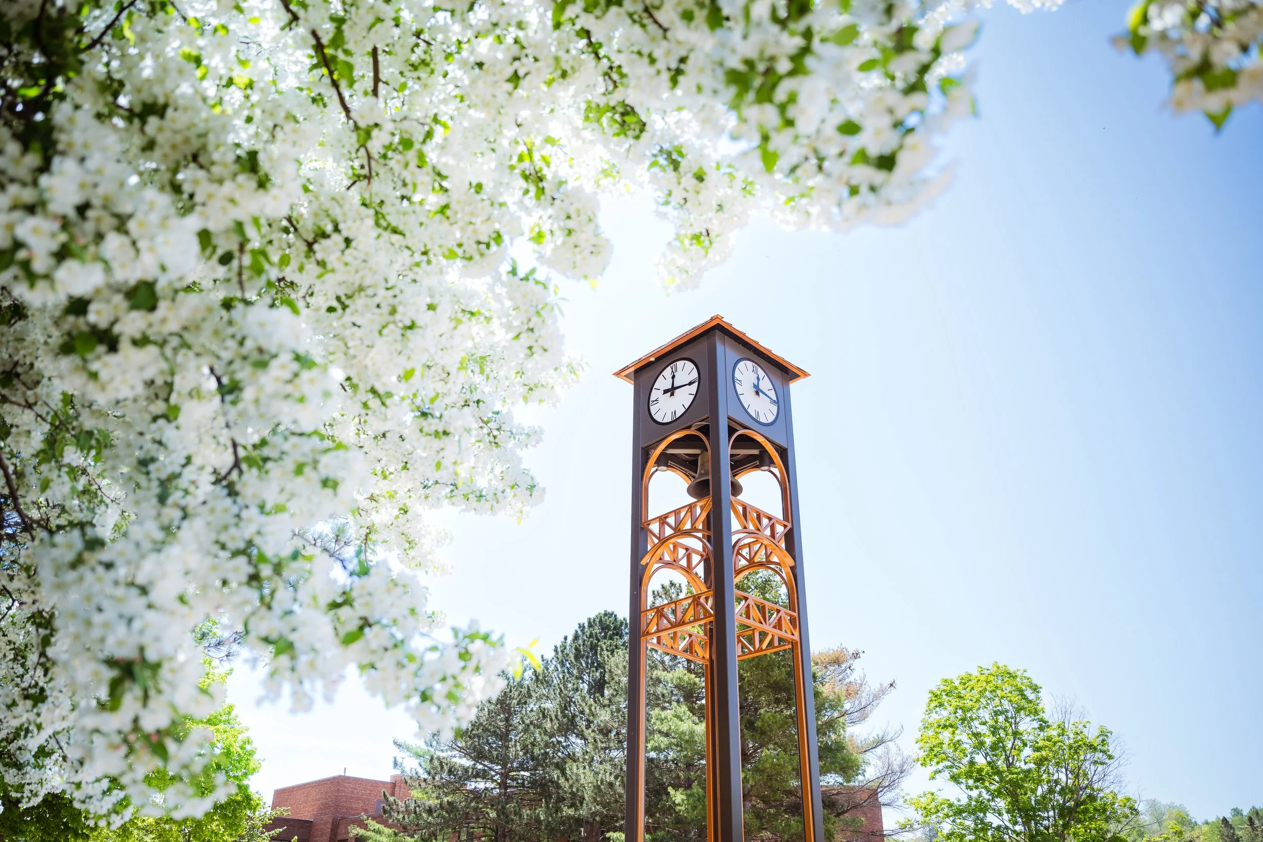 Clock Tower Blossoms 202305283.jpg