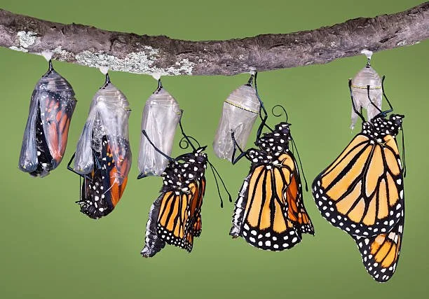 Monarch butterfly chrysalises hanging from a tree branch, with some butterflies emerging and flying away.