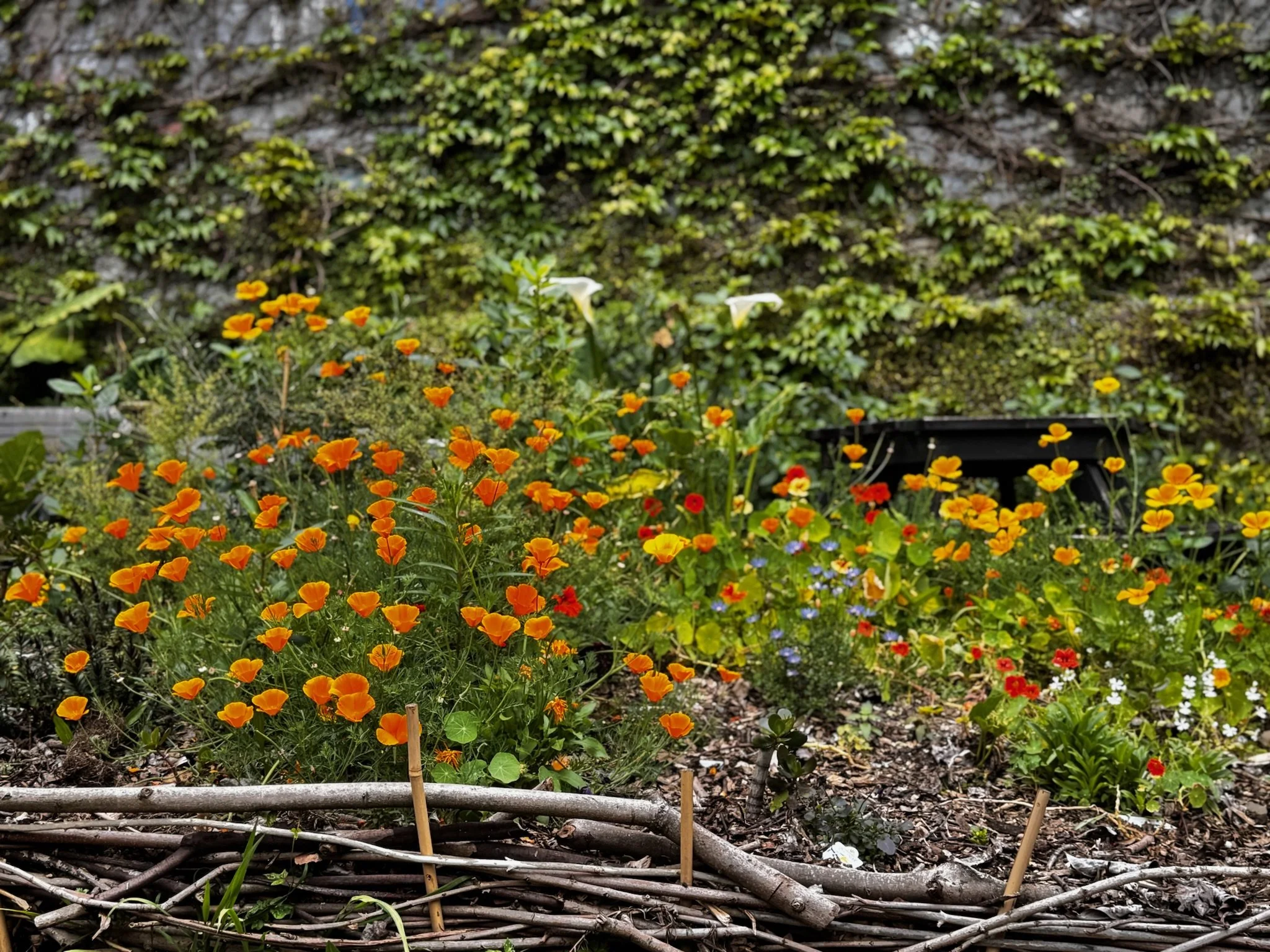 Image of a garden bed with orange and red wild flowers in front of a wall of ivy.