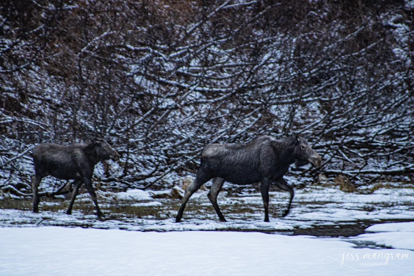 We have some in town Moose that I caught on the way out of town a few trips ago!