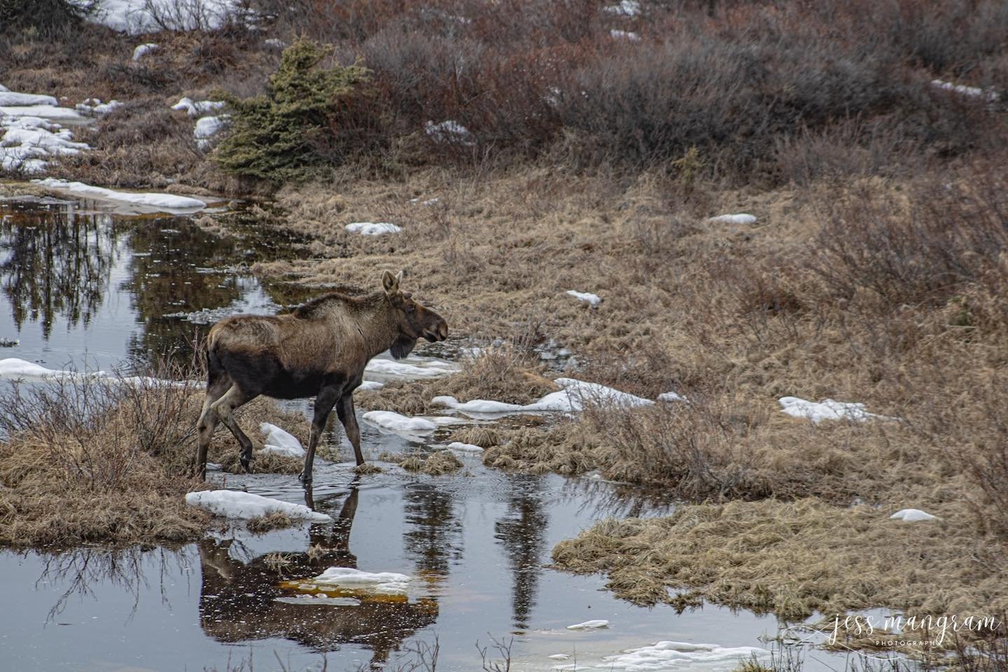 Moose and reflections?! #winning