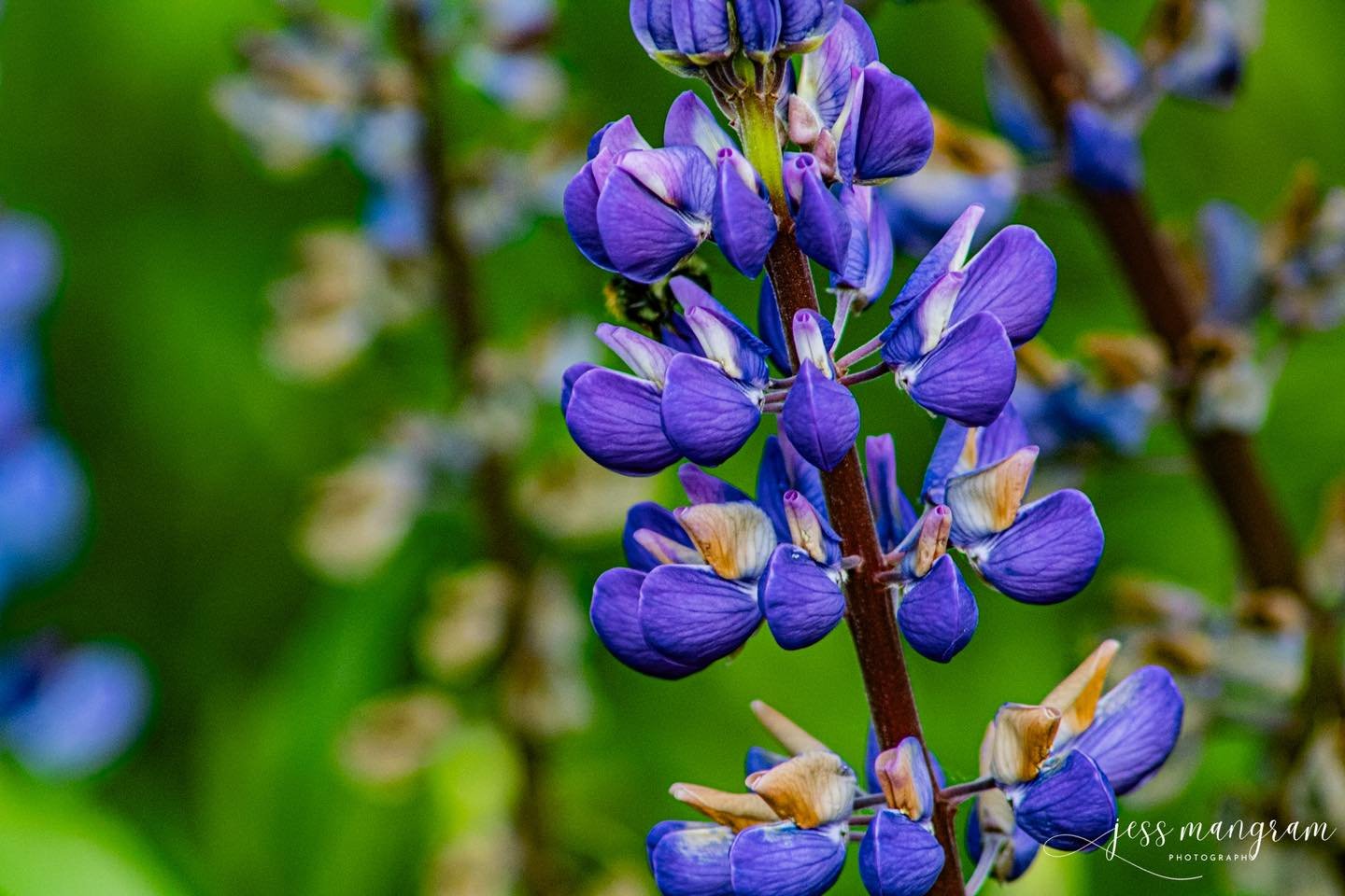 Yesterday I went on an adventure to Girdwood to find lupines. π₯° here’s a busy bee with the beautiful flowers.