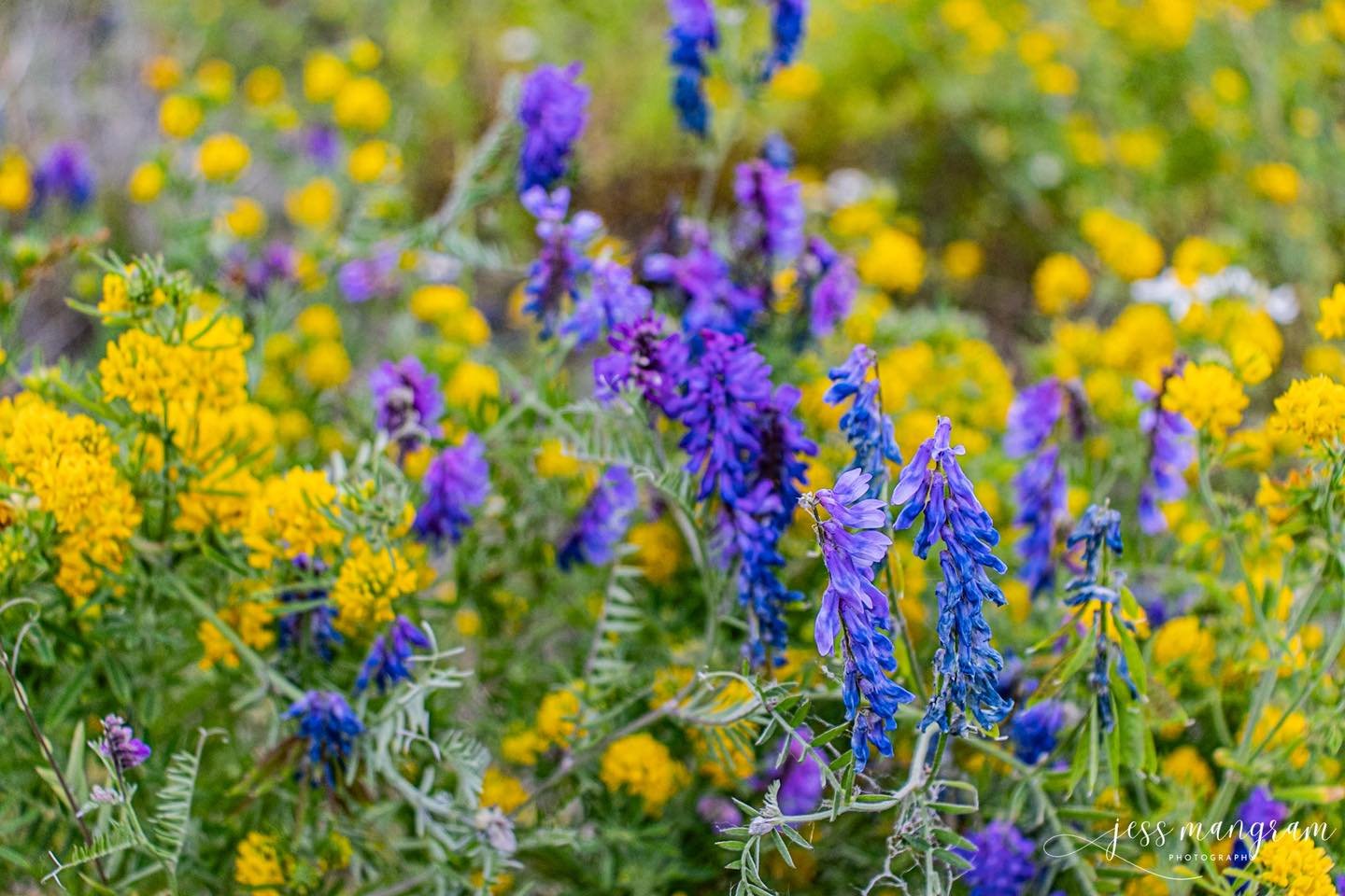 I know these flowers are invasive, so I don’t spread them, but they are so pretty π₯°
