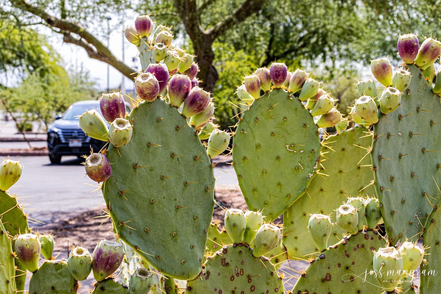 I recently spent 3 days in Arizona, I didn’t get a ton of pictures because it was SO HOT but I snagged a few :)