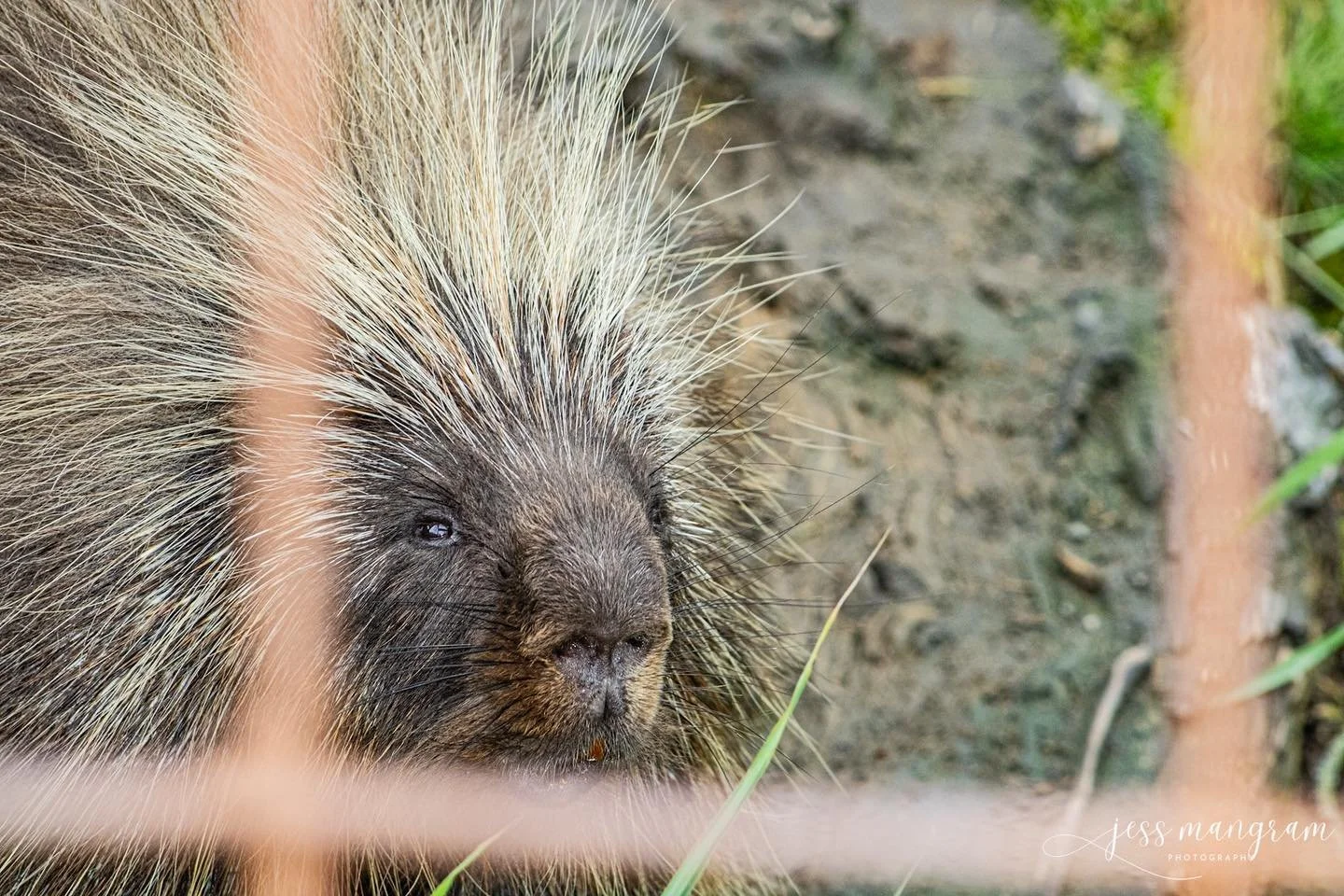 π± I have so many photos for you!! These are from when my mom visited and we went to the Alaska Wildlife Conservation Center their creatures were so beautiful! Just wait for the bears.