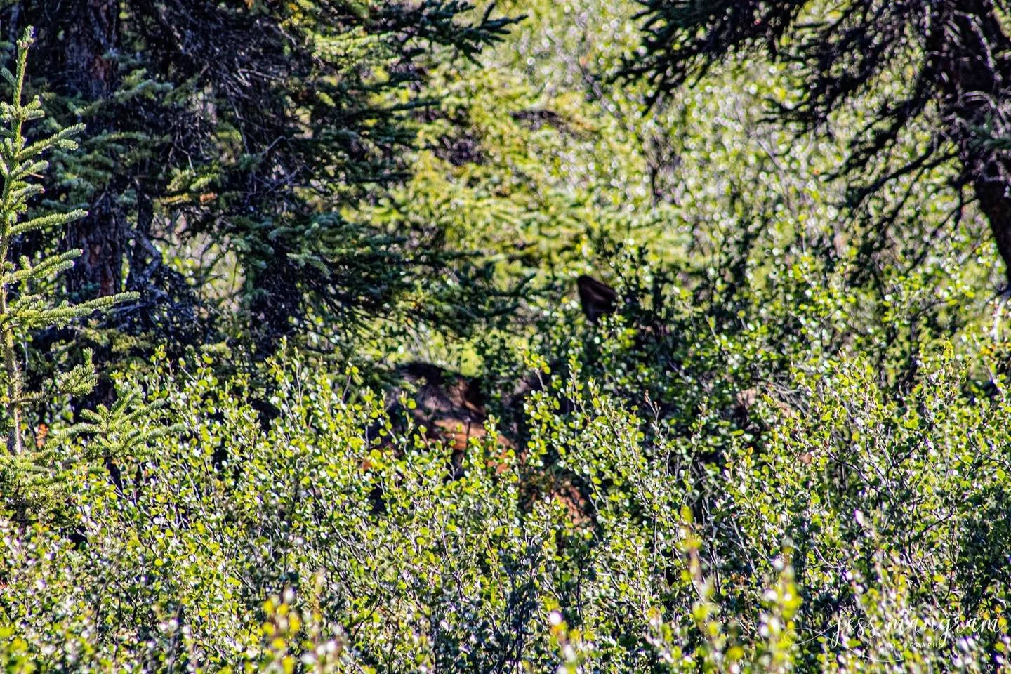 Denali National Park was stunning! Next time, I want to take a bus tour!