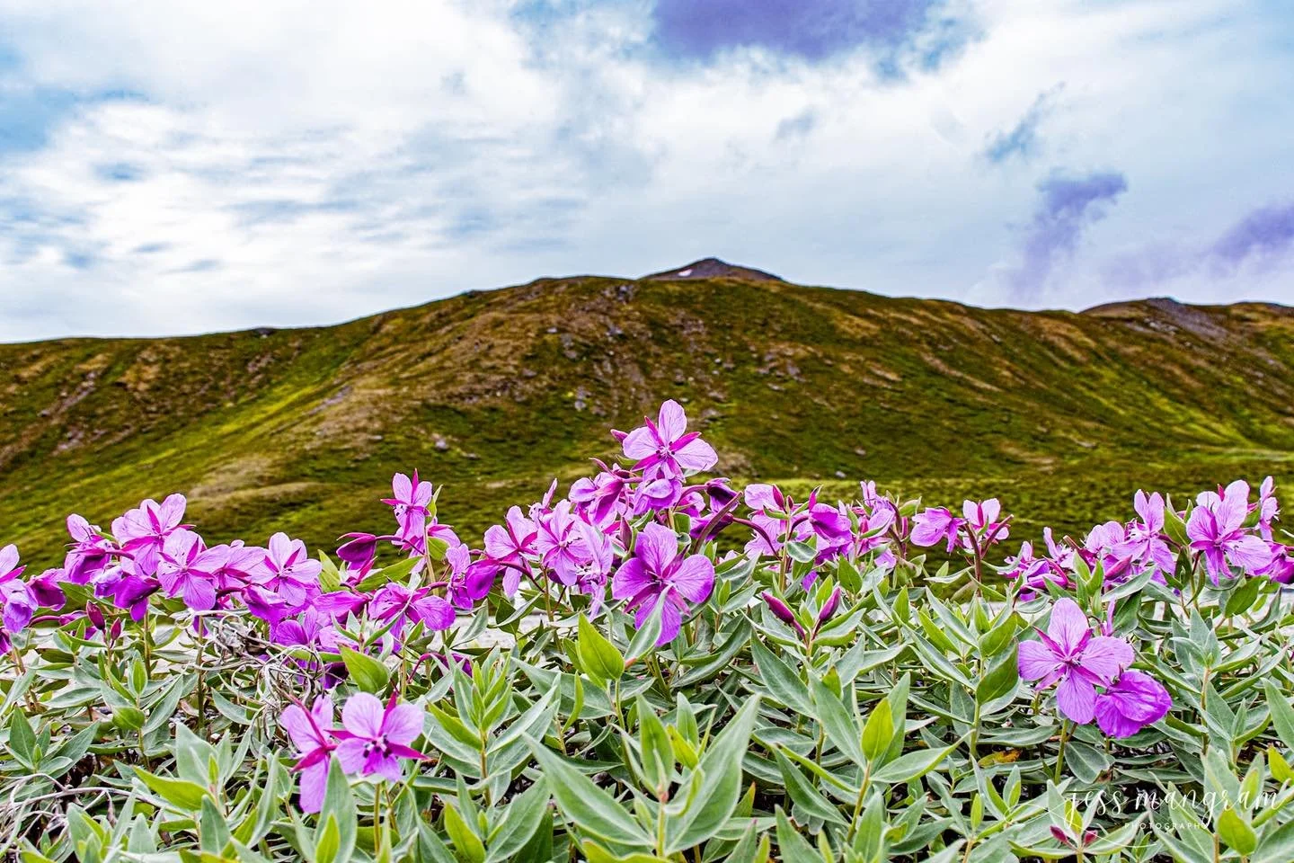 I am so behind on sharing photos here, but I’m getting back to it! These are from Hatcher Pass, I don’t find Summit Lake, but it’s on my list for next year when the summer is a little less rushed!