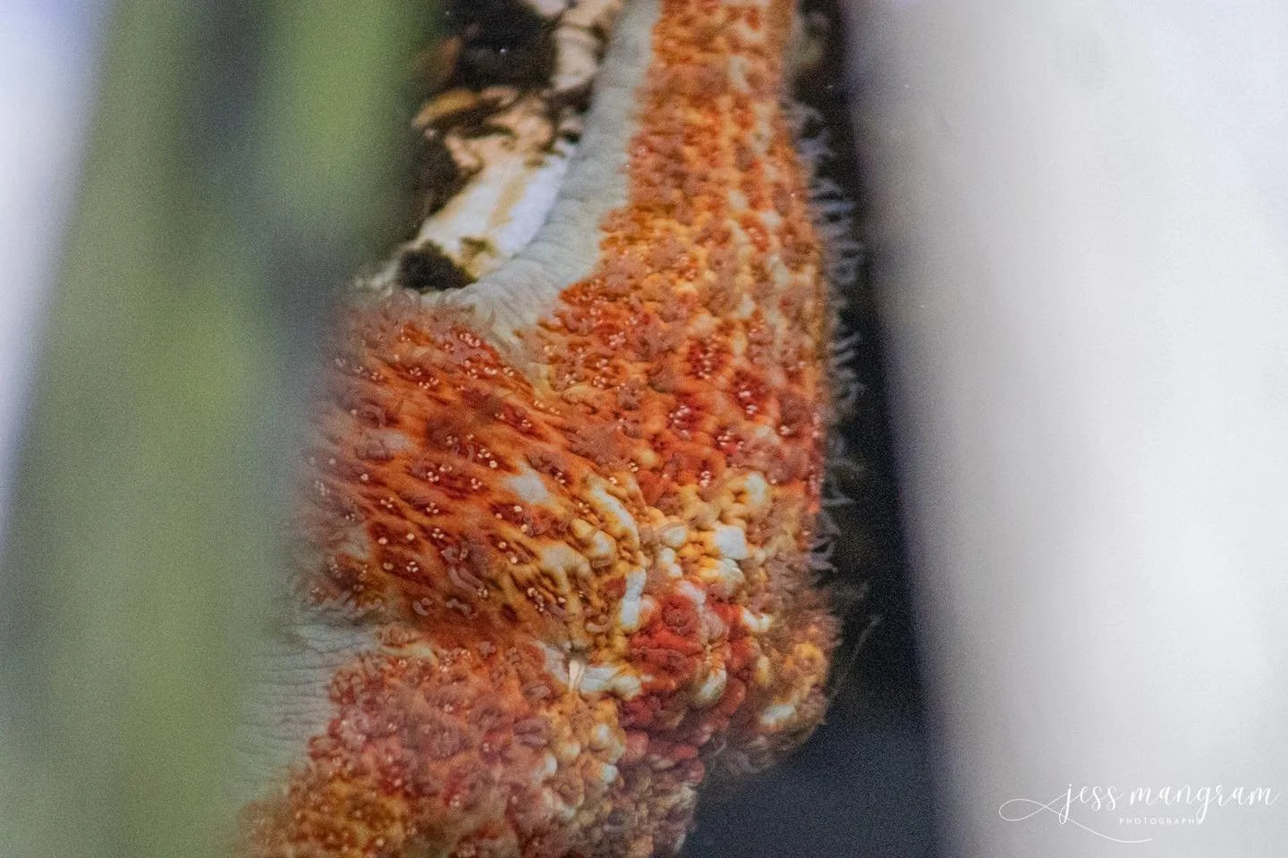 Some close ups from the Float Doc in Ketchikan! I love the starfish, and I was so excited to see them!