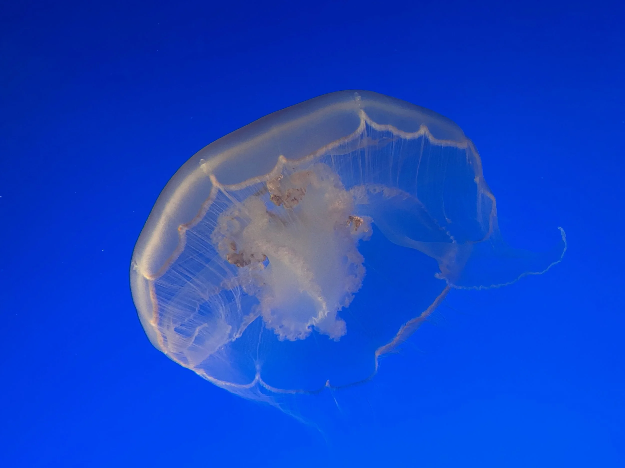 IMG_7734 (1) copy.jpeg