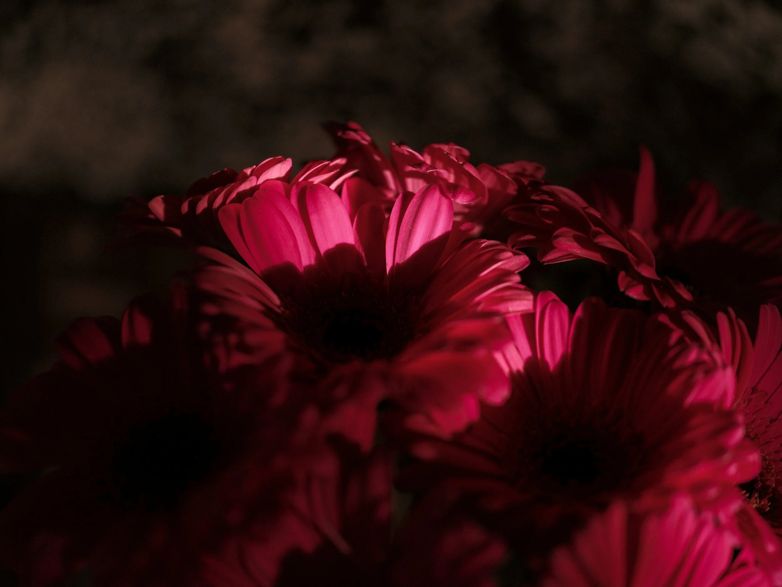 Fuschia Flowers on a dark background
