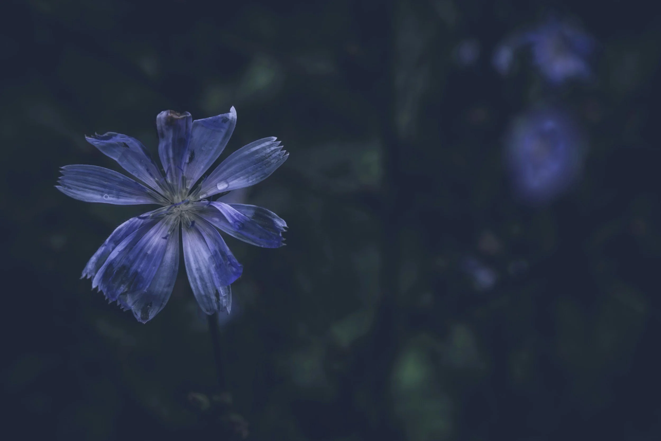 Blue flowers on a dark background