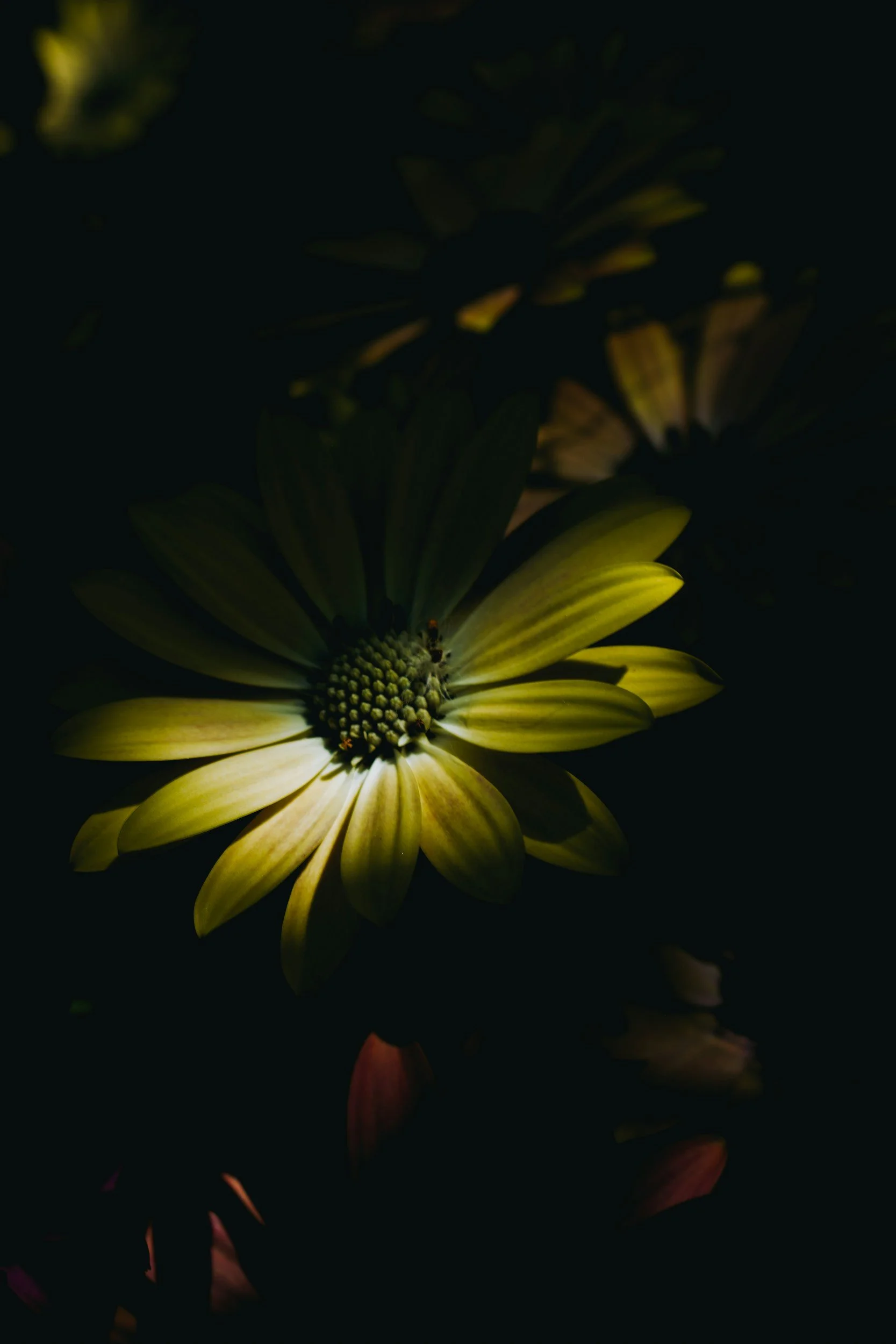 Stunning yellow flower on a dark background