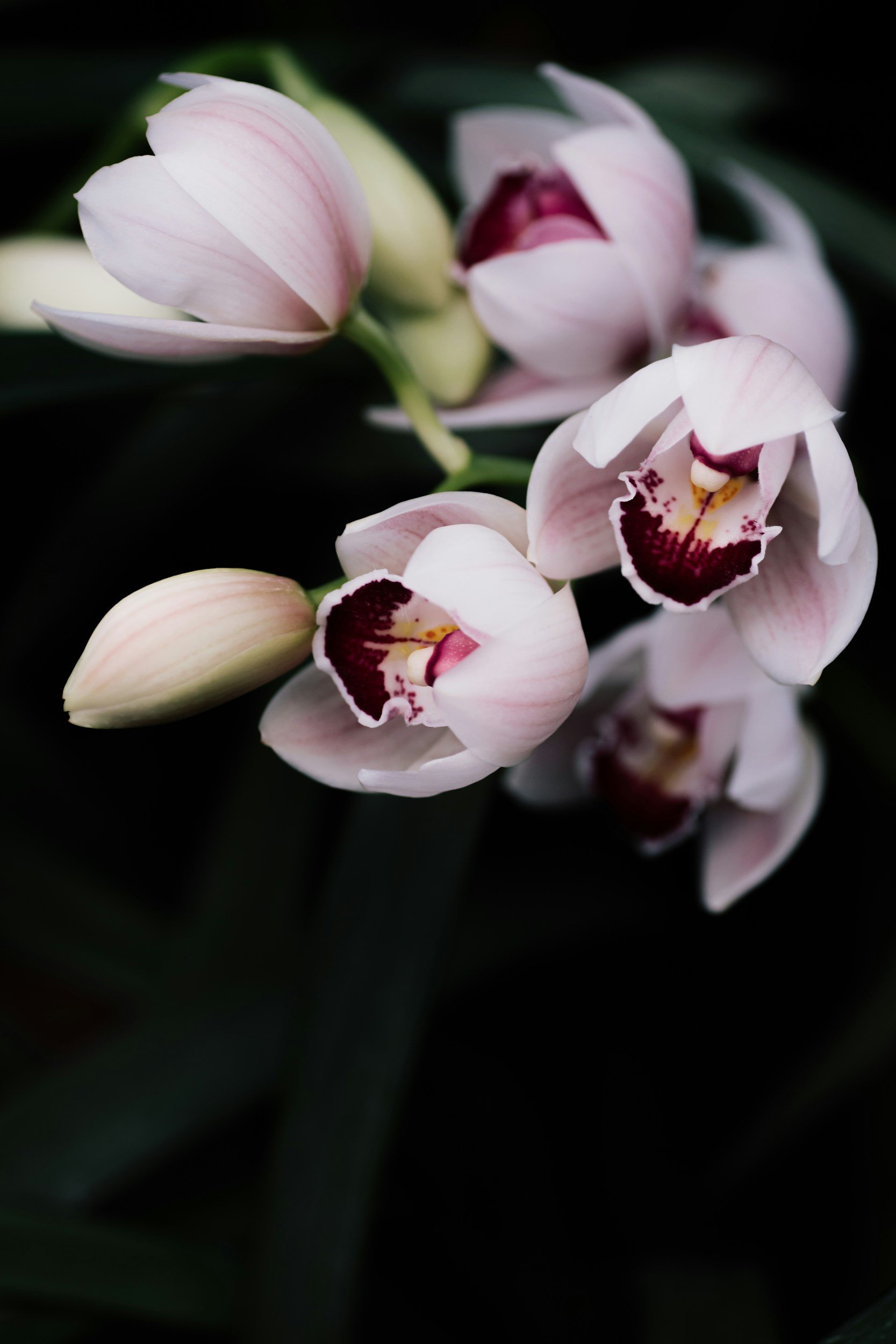 Pink flowers on a dark background