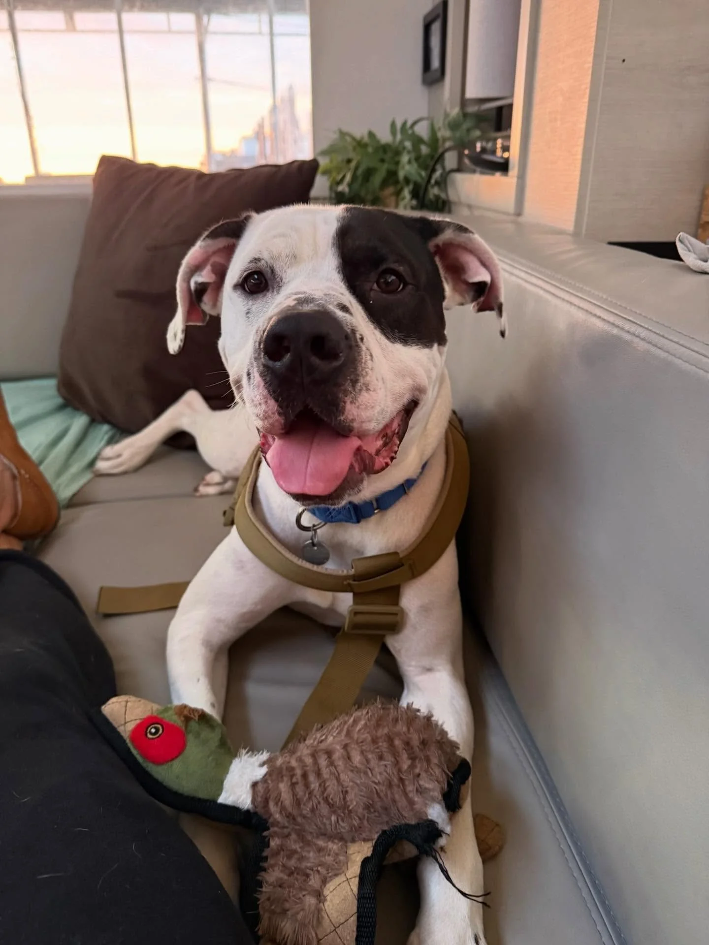 update of life on board with bando 🐾