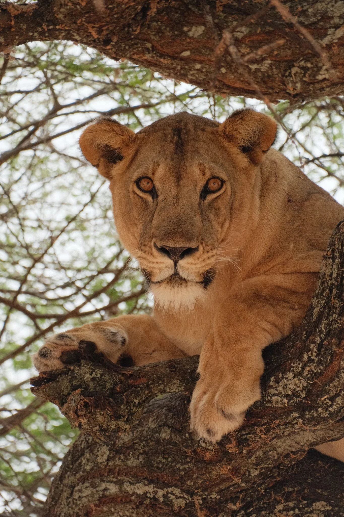 Tanzania Safari