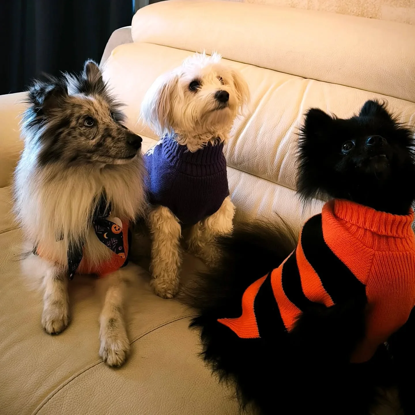 📷 Photoshoot Halloween avec les copains.

🎣 On a bien-s&ucirc;r fait &ccedil;a en coop&eacute;ration avec des petites friandises.

🎃 Uwan et Scooby.

🕷️ Romy.

#dogphotoshoot #halloween #halloweendogcostume #halloweenphotoshoot #halloweendog #spi