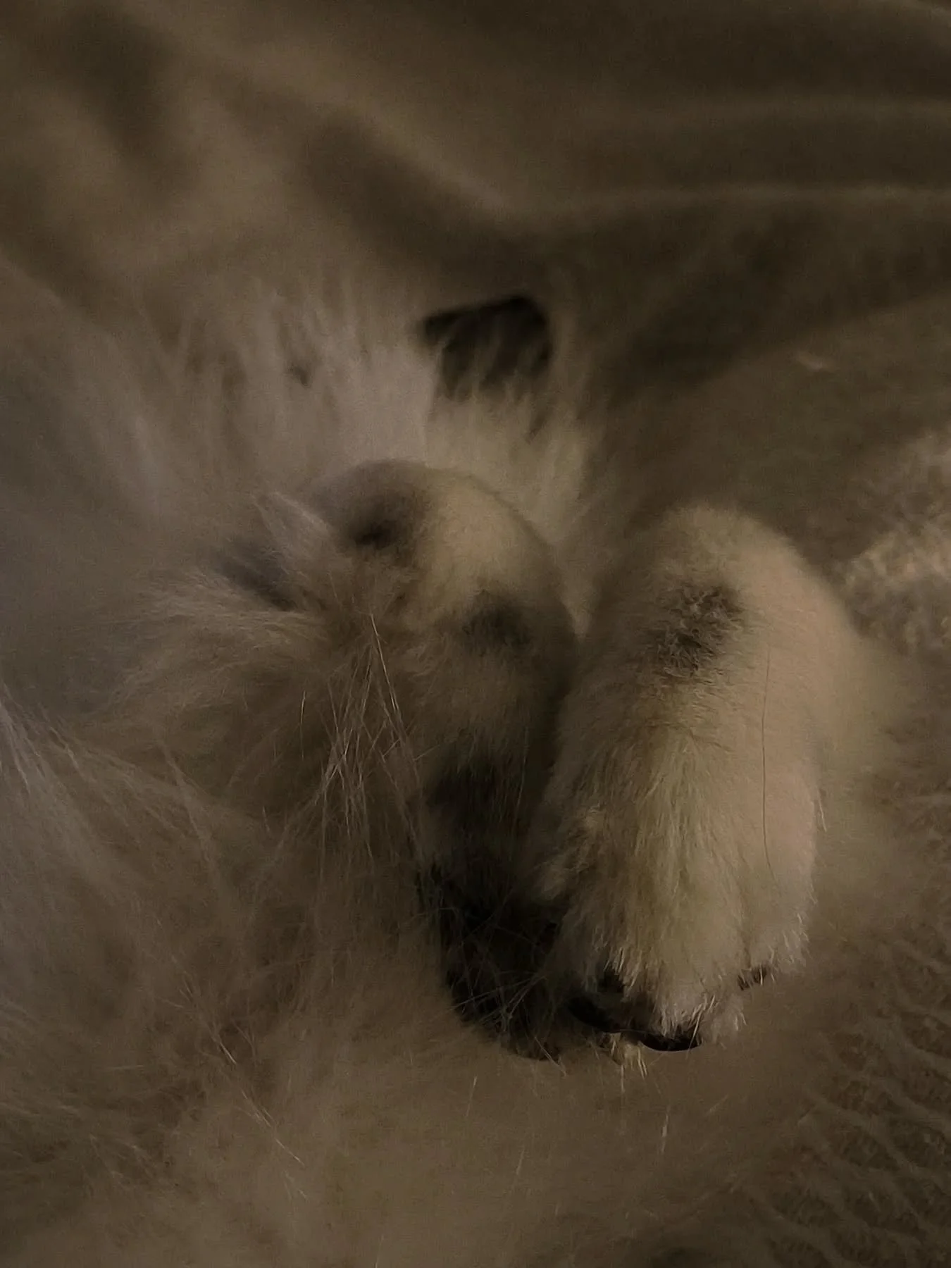 🐺 Uwan dort souvent en rond, comme un renard mais l&agrave; il &eacute;tait sur le dos.

🤍 C'est moi ou ses pattes forment un c&oelig;ur?

🐾 Vous aussi vos chiens ont des positions de sommeil troo chou?

#bibluesheltie #sleepingdog #sleepingshelti