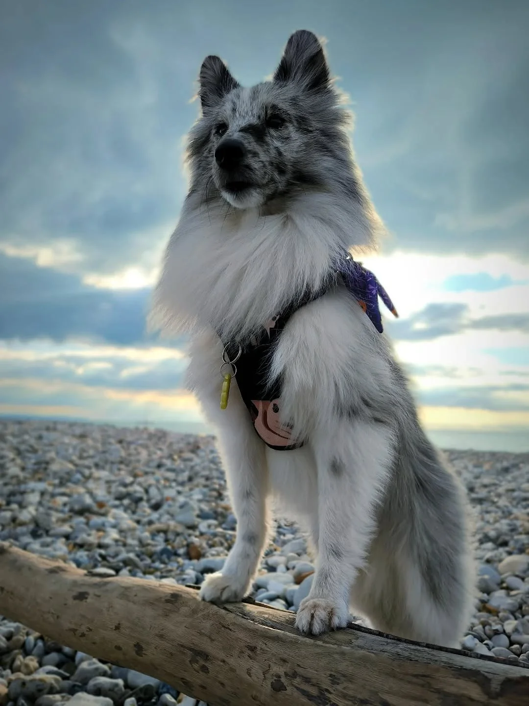 🐺Uwan the Sheltie: &quot; I claim the beach in the name of Uwan &quot;
👽 Did someone get the reference? 

😥 Ce jour l&agrave;, Uwan a eu une balade difficile en ville. Le mercredi c'est dur pour lui car il y a beaucoup de bruits, de mouvements et 