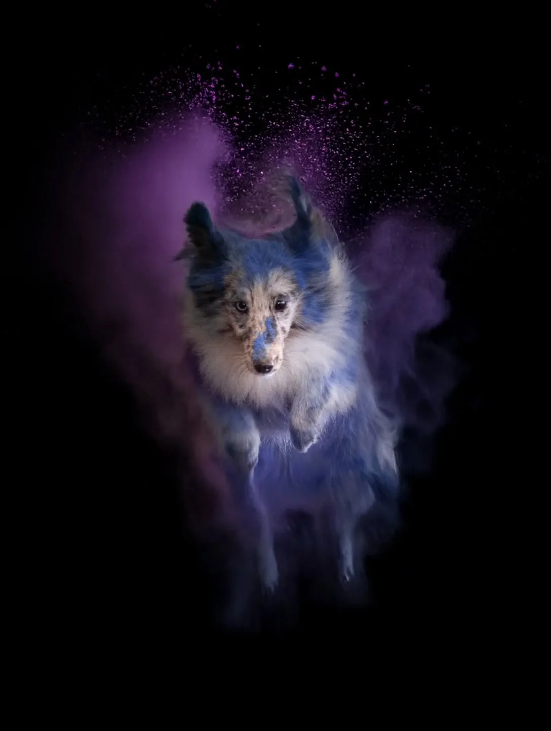 📷 Merci @camille_b_photographie pour cette belle photo prise lors du @festi_valdog.cuverville 

💙🐺💜 Uwan &eacute;tait super malgr&eacute; son anxi&eacute;t&eacute;.

#bibluesheltie #purpledog #dogphotoshoot #dogphotography #shetlandphotography #p