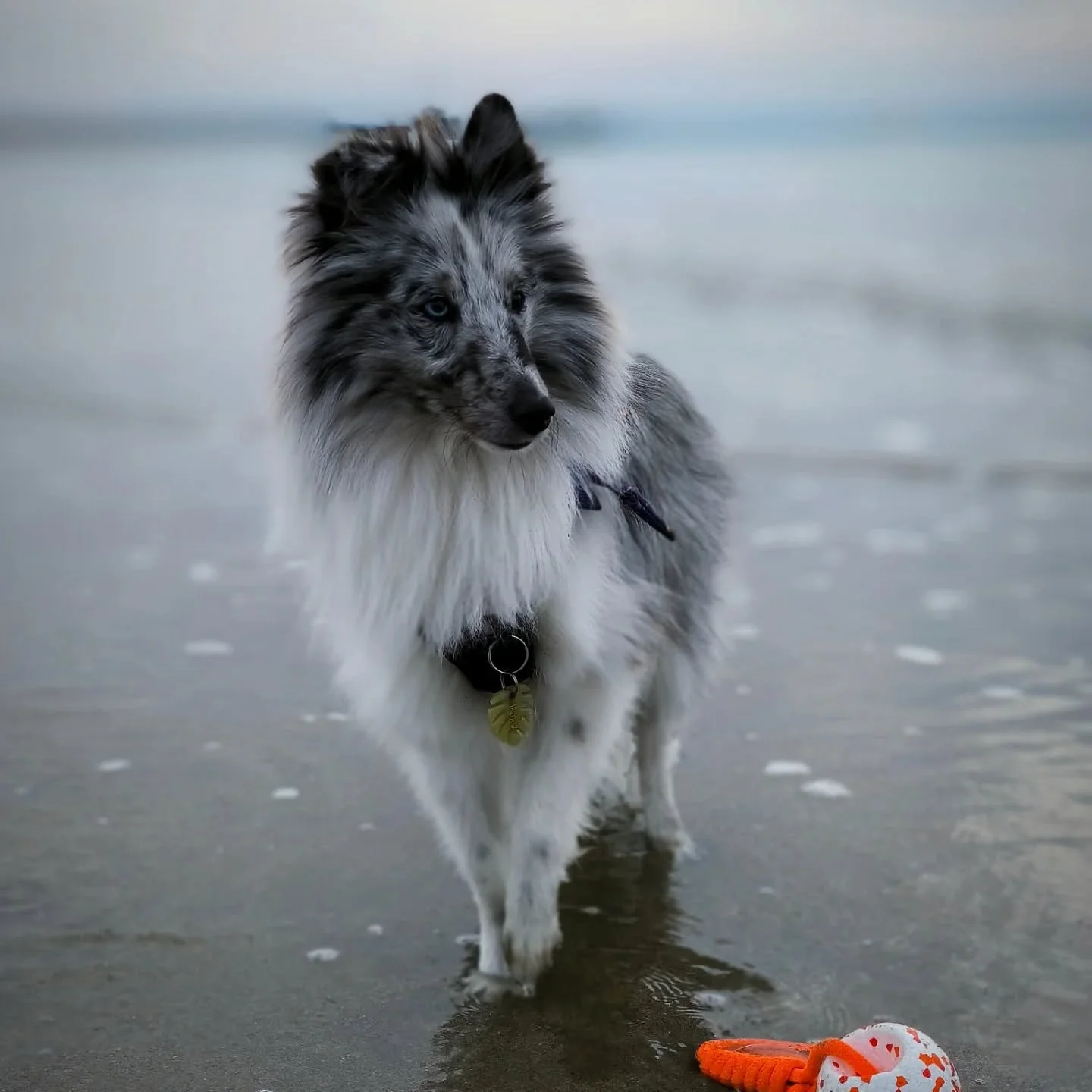 🌊 Apr&egrave;s 6 longs mois d'attente, Uwan a enfin pu retrouver le plaisir de la mar&eacute;e basse.

⚖️ Une injustice qu'il serait judicieux de changer.

#shetlandsheepdog #sheltiesea #sheltiebeachday #dogsonbeaches #lehavreplage #bibluesheltie