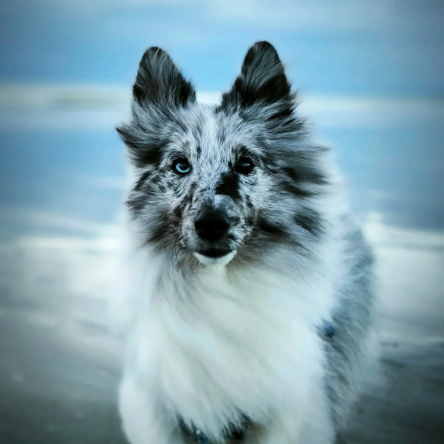 🌅 La luminosit&eacute; &eacute;tait parfaite hier soir pour un shooting photo avec Uwan.

💙 Les reflets bleus du ciel sur le sable mouill&eacute; mettent parfaitement en valeur ses yeux et la couleur de ses poils.

🥎 On s'est aussi bien amus&eacut