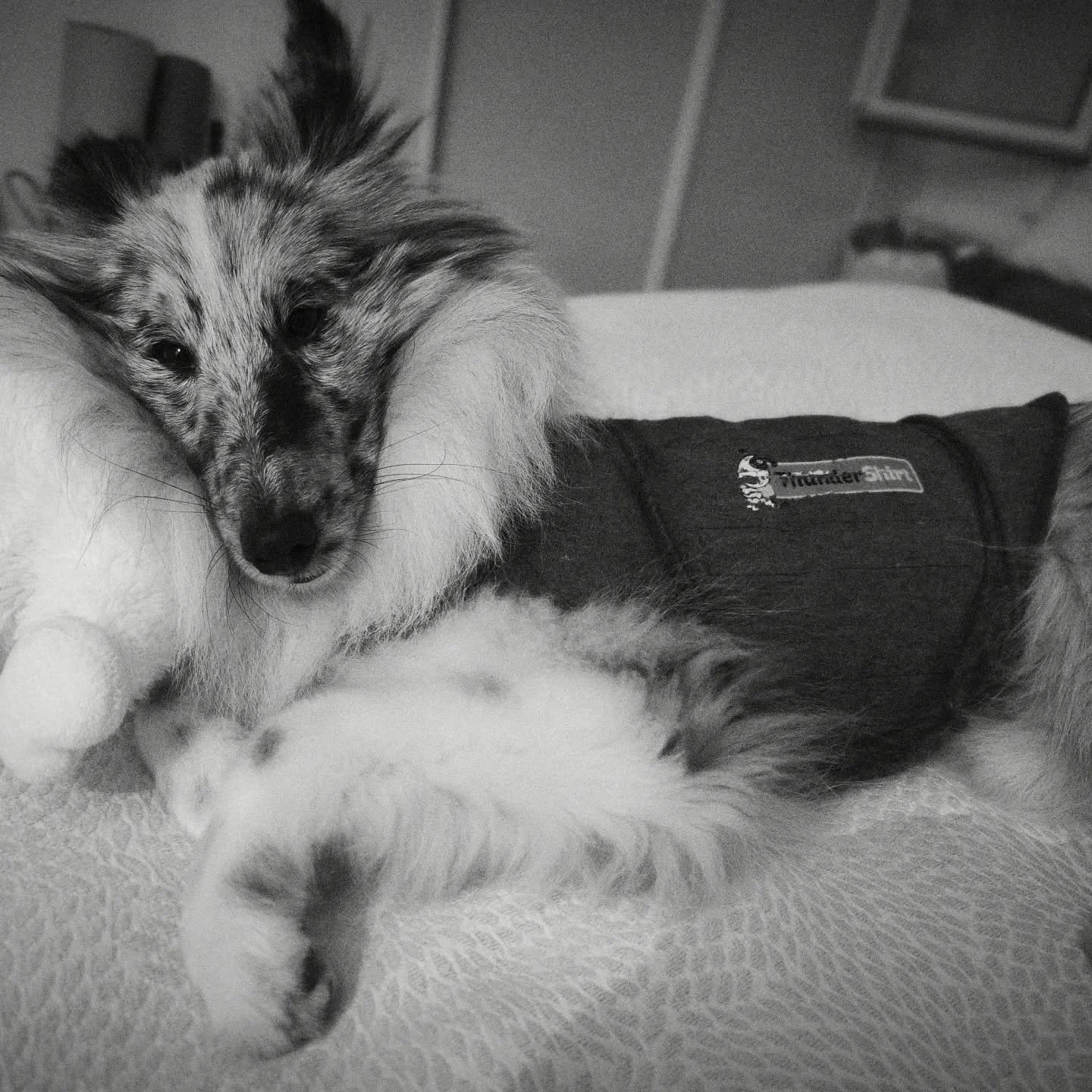 ⚡ La @thundershirt.france aide toujours Uwan &agrave; se poser le soir car il est fatigu&eacute; mais il a tendance &agrave; nous suivre ou &agrave; suivre les chats qui commencent &agrave; &ecirc;tre actifs le soir.

🐑 Il s'endort souvent sur son m