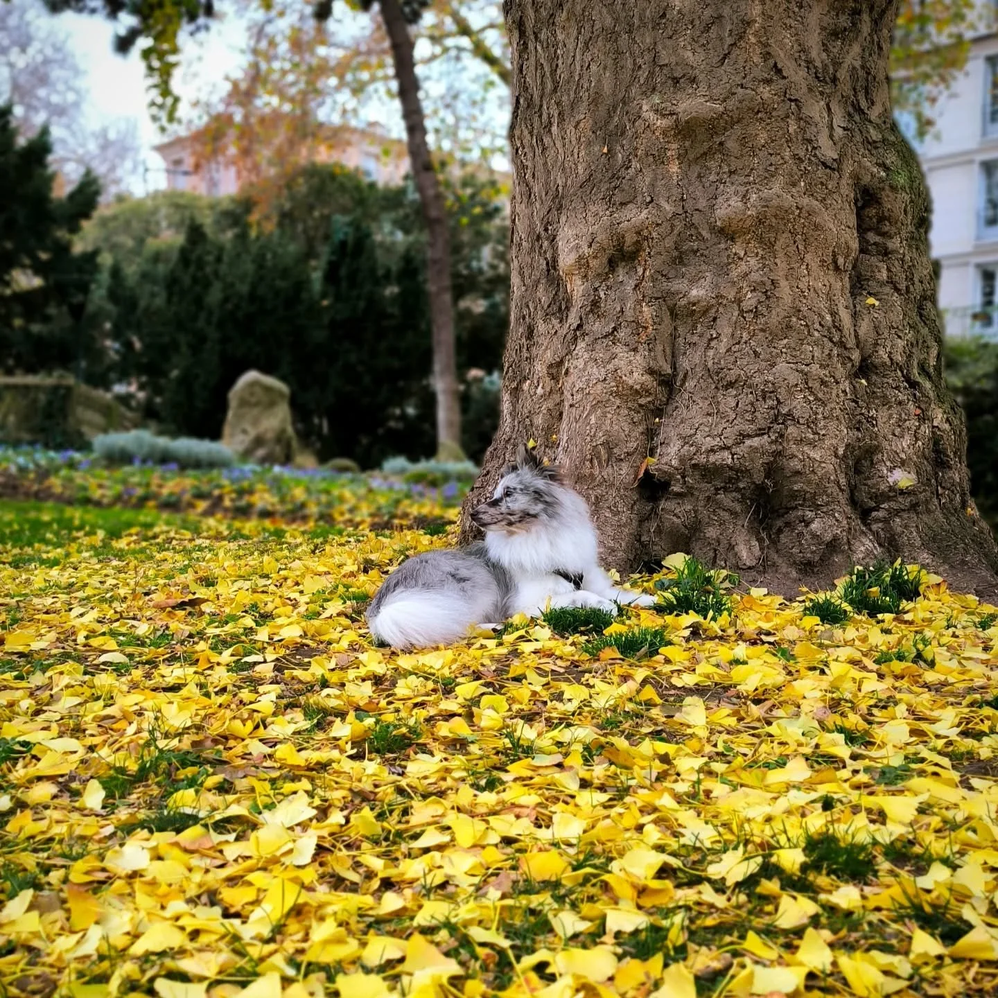 🍂 A l'ombre d'un Ginko.

#dogphotography #ginko #squaresaintrochlehavre #bergerdesshetland #uwan #pose #sheltiefun