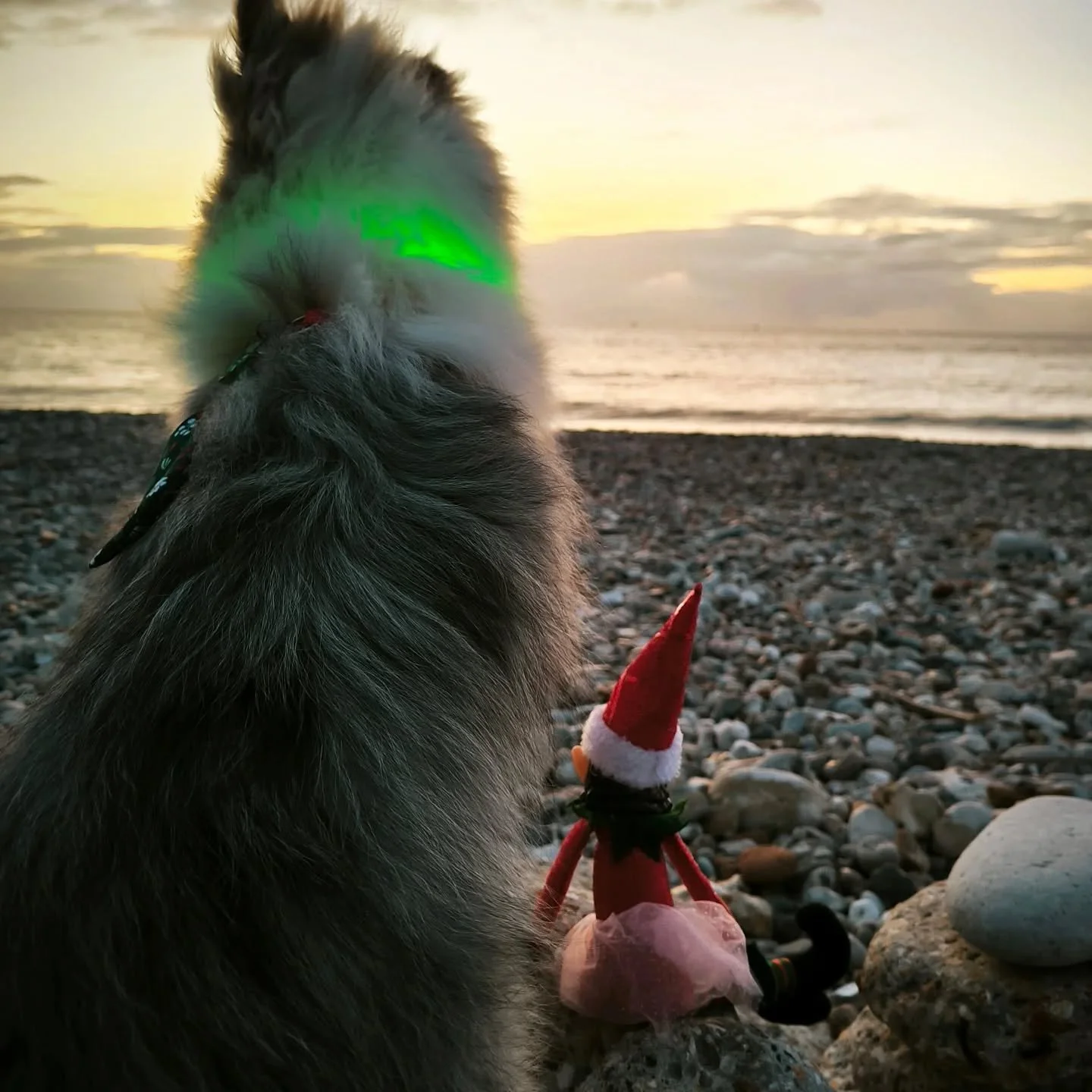 🎄Cette ann&eacute;e, le th&egrave;me du calendrier de l'avent pour Uwan est #elfontheshelf 

📷 Sera-t-il suffisamment sage pour ses cadeaux? La preuve en photo.

🖼️ Une photo par jour jusqu'au 25.

#adventcalendar #dogadventcalendar #elfontheshelf
