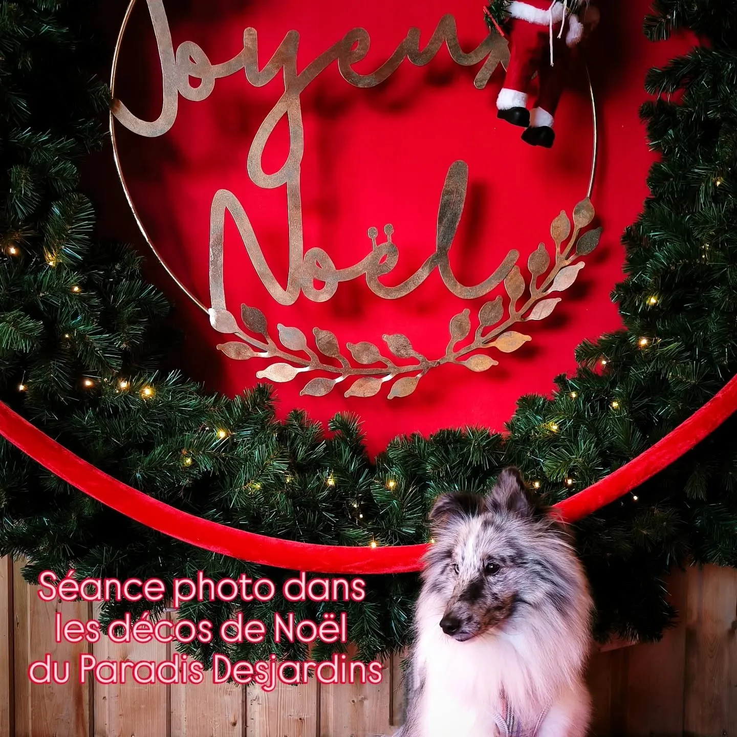📷 S&eacute;ance photo de No&euml;l avec @saleozsvath

#dogphotoshoot #christmasphotoshoot #christmasdogs #peekaboo