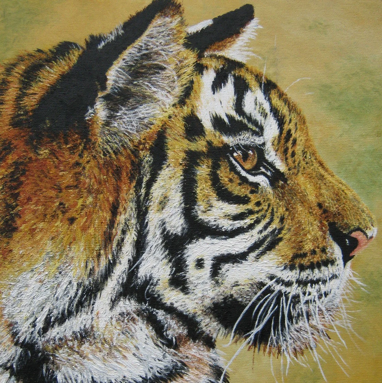 Tiger profile SQ.jpg