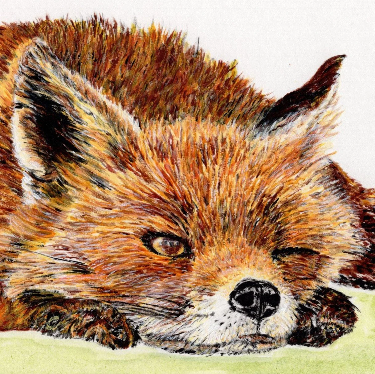 Fox Watchful Head.jpg