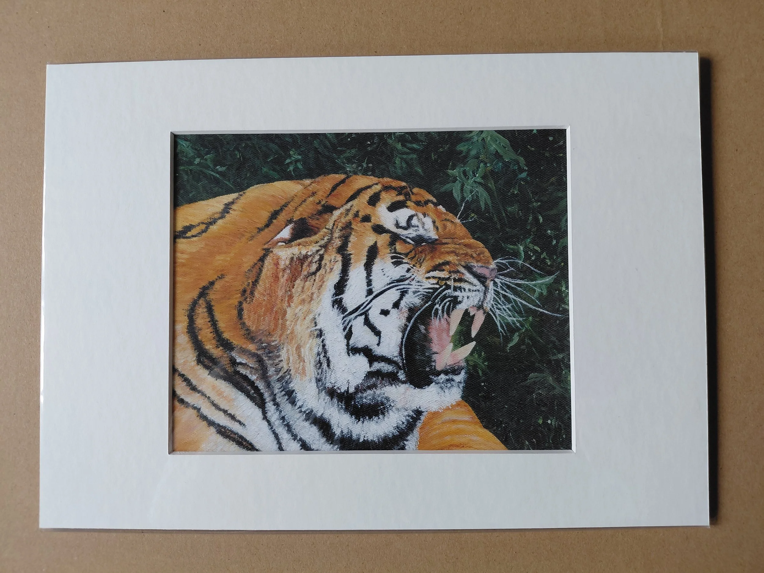 Rana -  Roaring Tiger . A5 Print in Mount