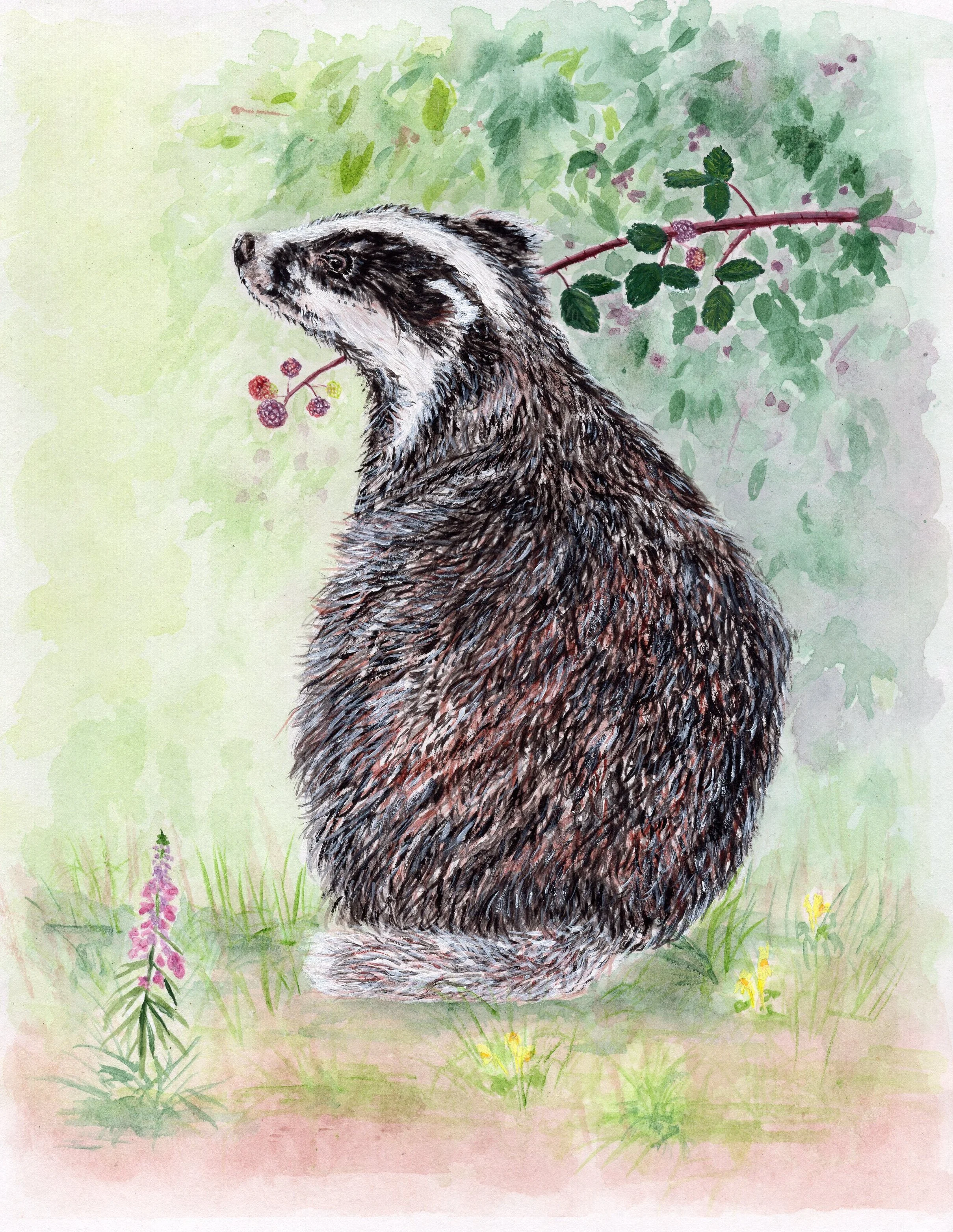 Painting of a British badger in front of a blackberry bush with wildflowers in the foreground.