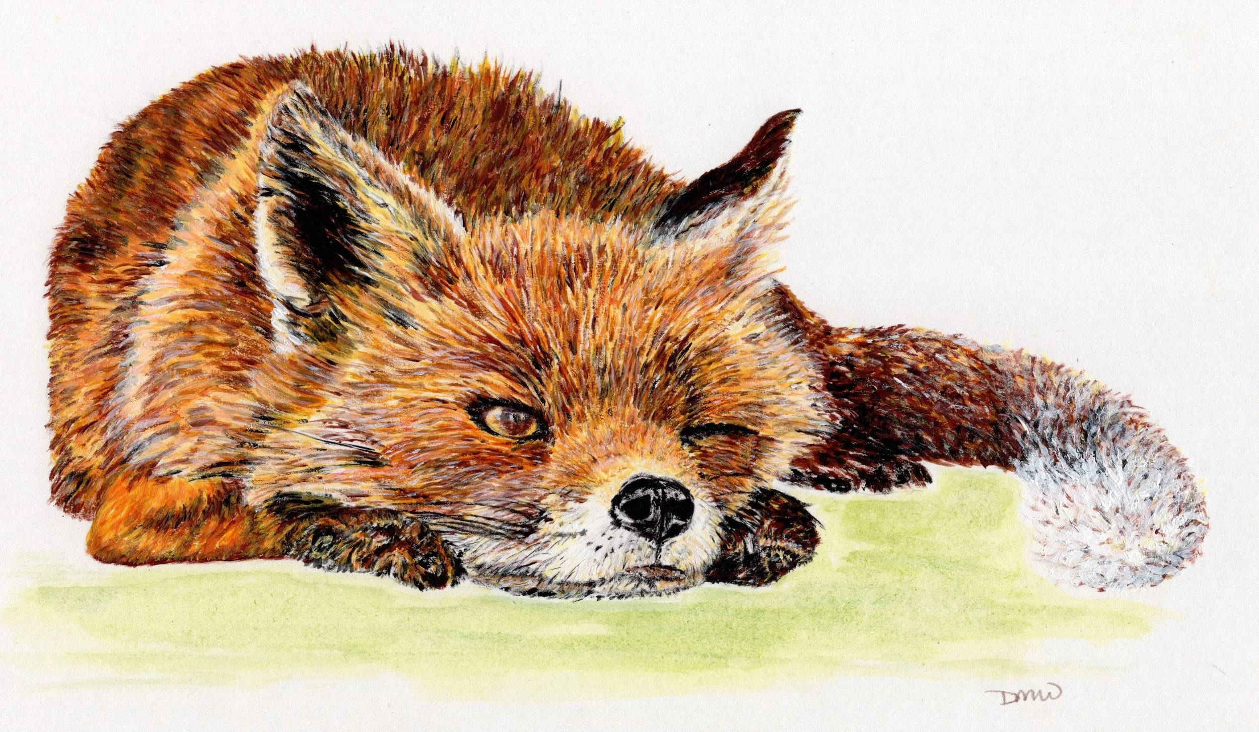 Fox - Watchful - resize.jpg