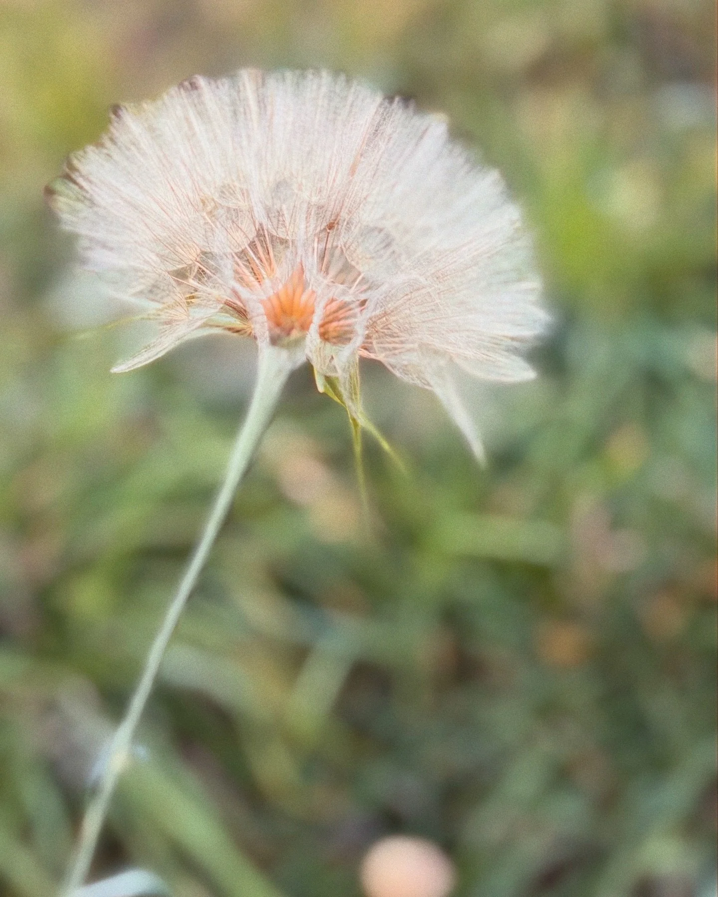Because. Nature. 

#naturephotography #flowers #nature #artistsoninstagram