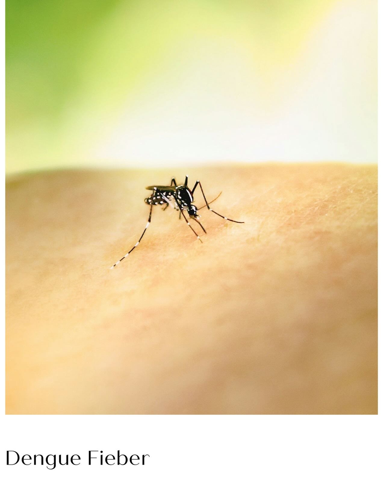 Hast du eine tropische oder subtropische Reise geplant dieses Jahr? Hast du dich informiert welche Krankheiten in diesem Land vorkommen die es bei uns nicht/wenig gibt? Das Dengue Fieber ist in vielen L&auml;ndern eine endemische Erkrankung, die aktu