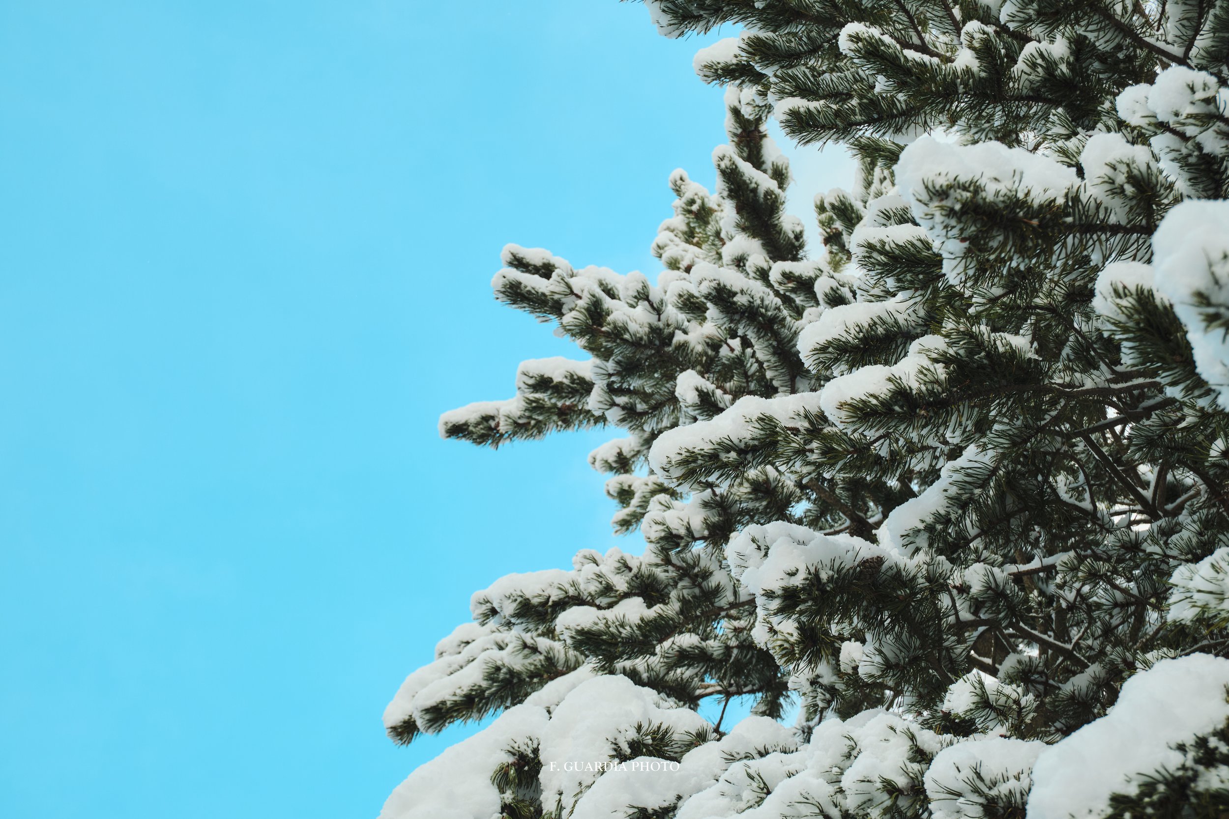 Serene Snow-Covered Pine Wall Art Frame