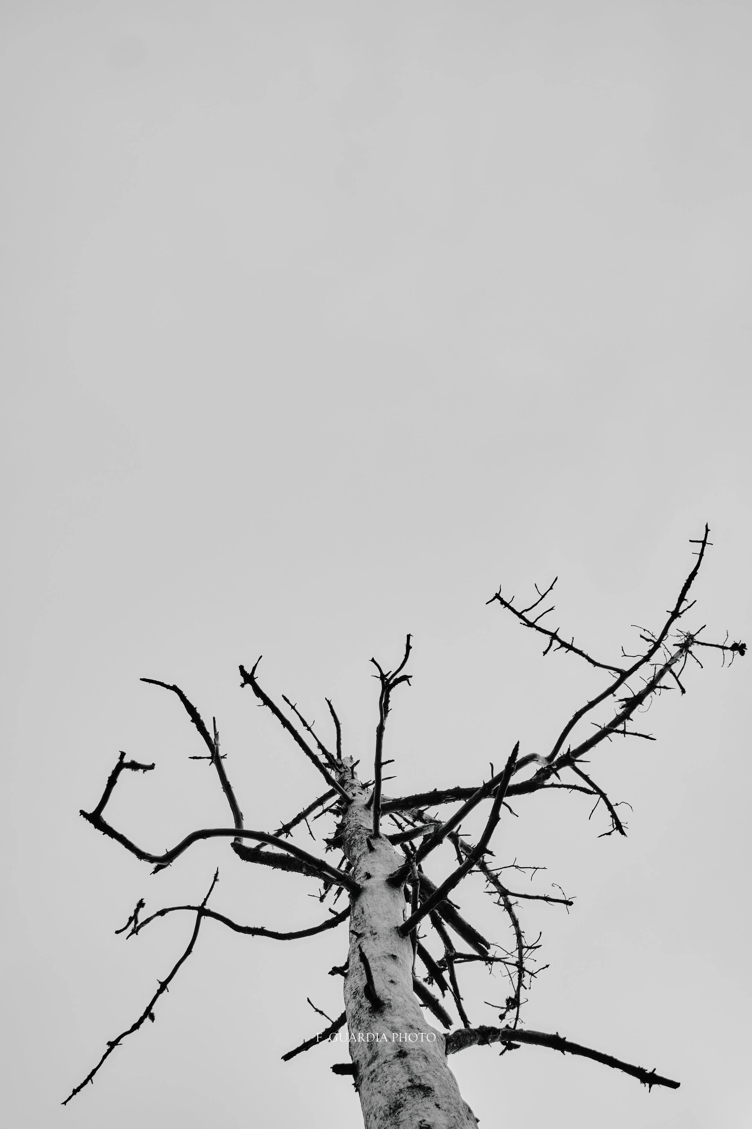 Majestic Eucalyptus Black & White Art Print