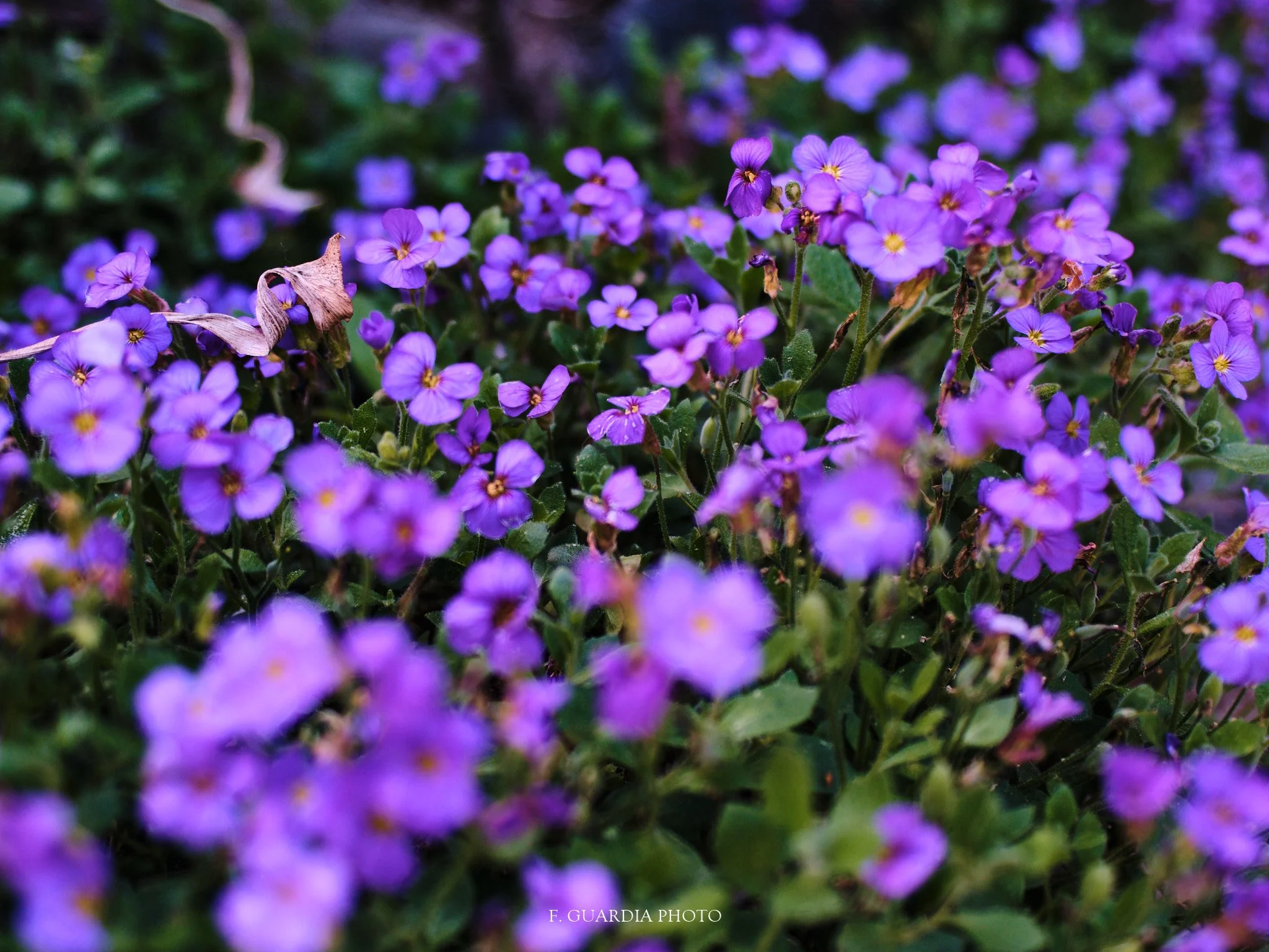 Purple Blossom Dreamscape – Fine Art Print