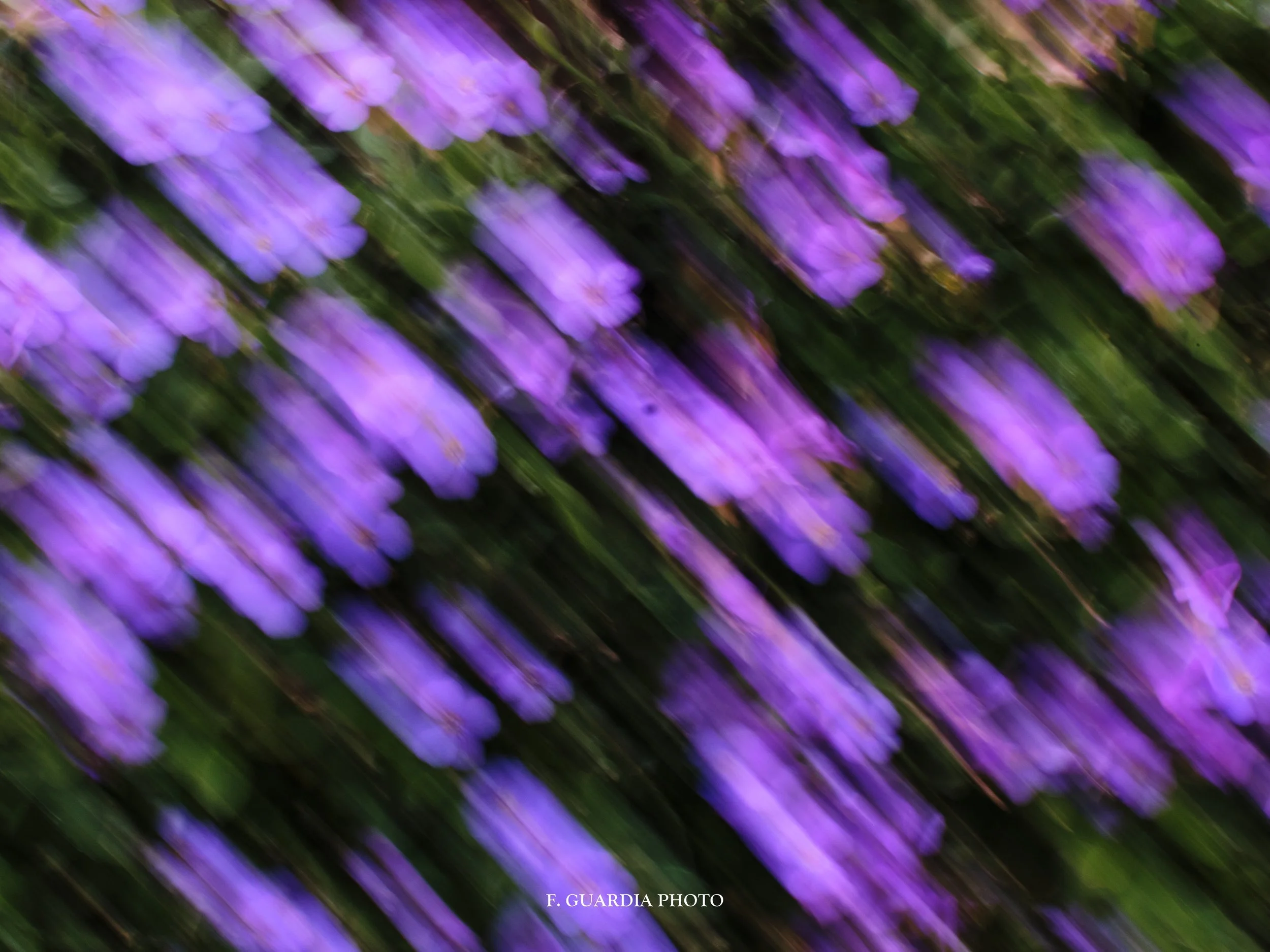 Aubrietas en movimiento