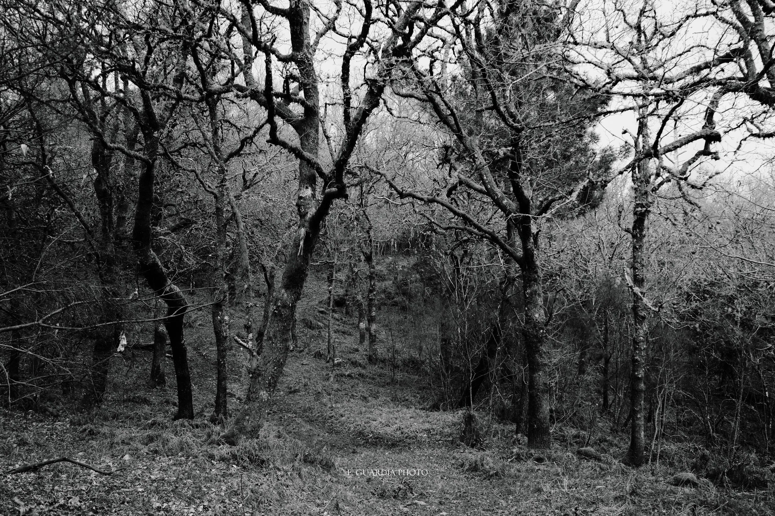 Galician Enchantment: Three-Part Black and White Forest Decor