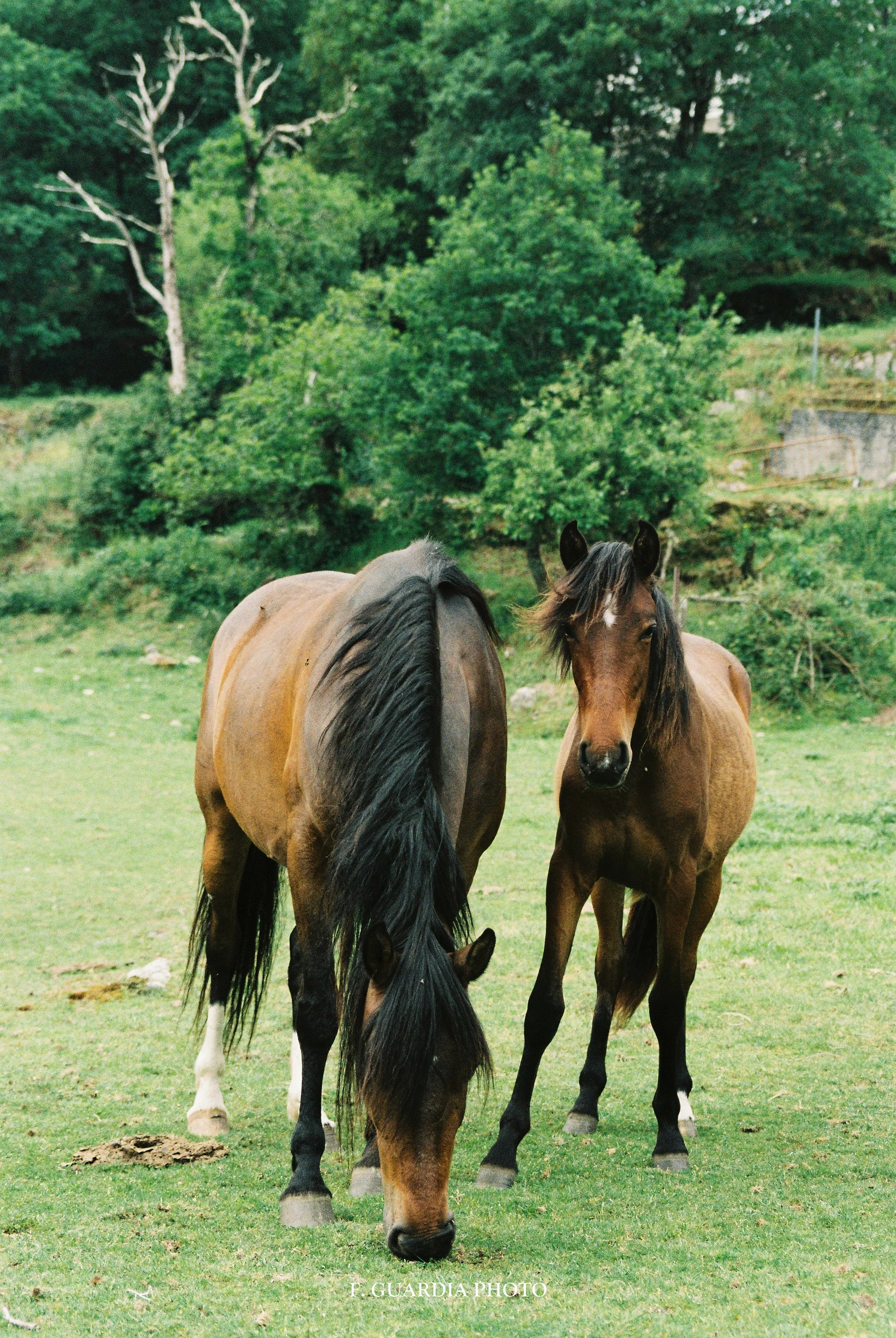 Serene Equine Landscape Photo Print