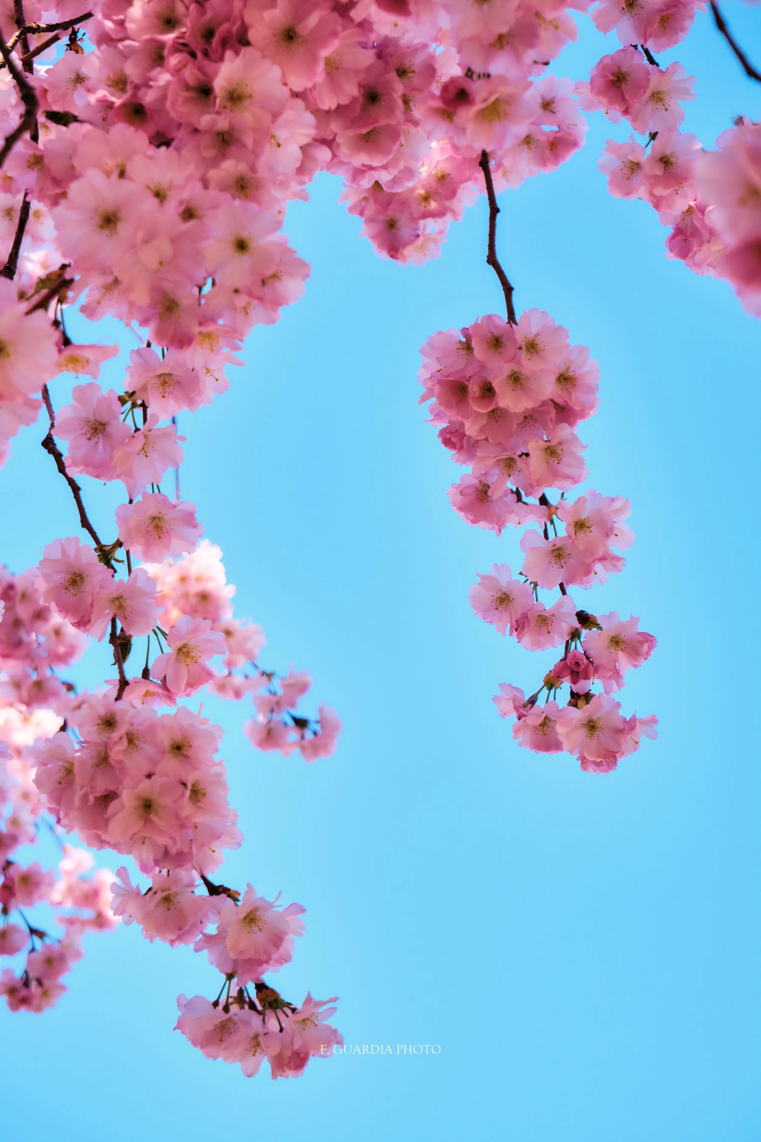 Serene Cherry Blossom Photograph