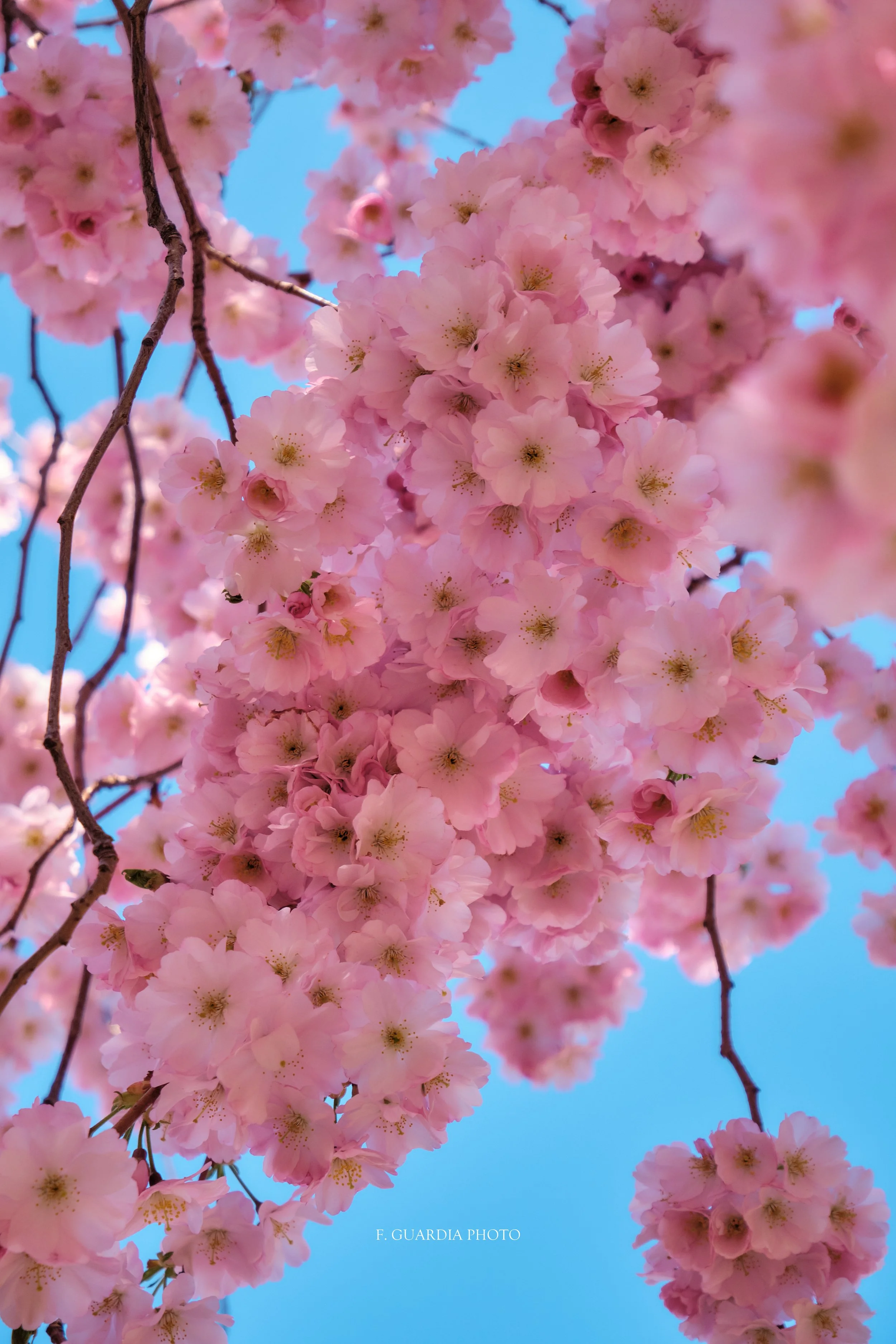 Cherry Blossoms Elegance: Three-Piece Wall Art Set