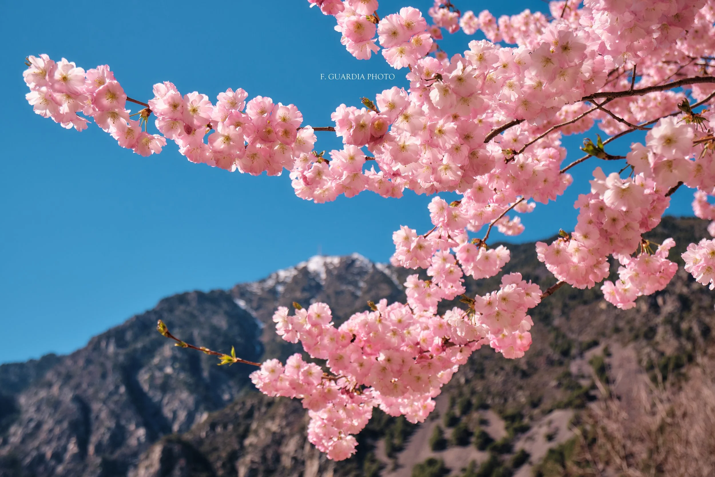 Spring's Cherry Blossom Mountain View Art Print