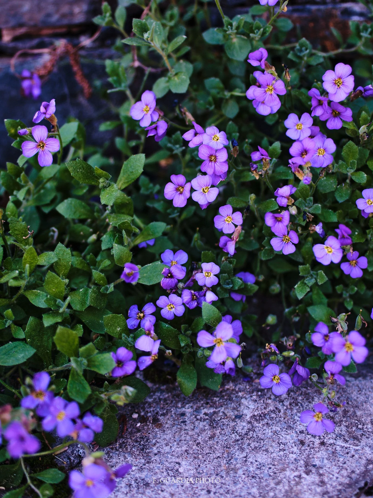 Purple Rock Cress Flower Frame