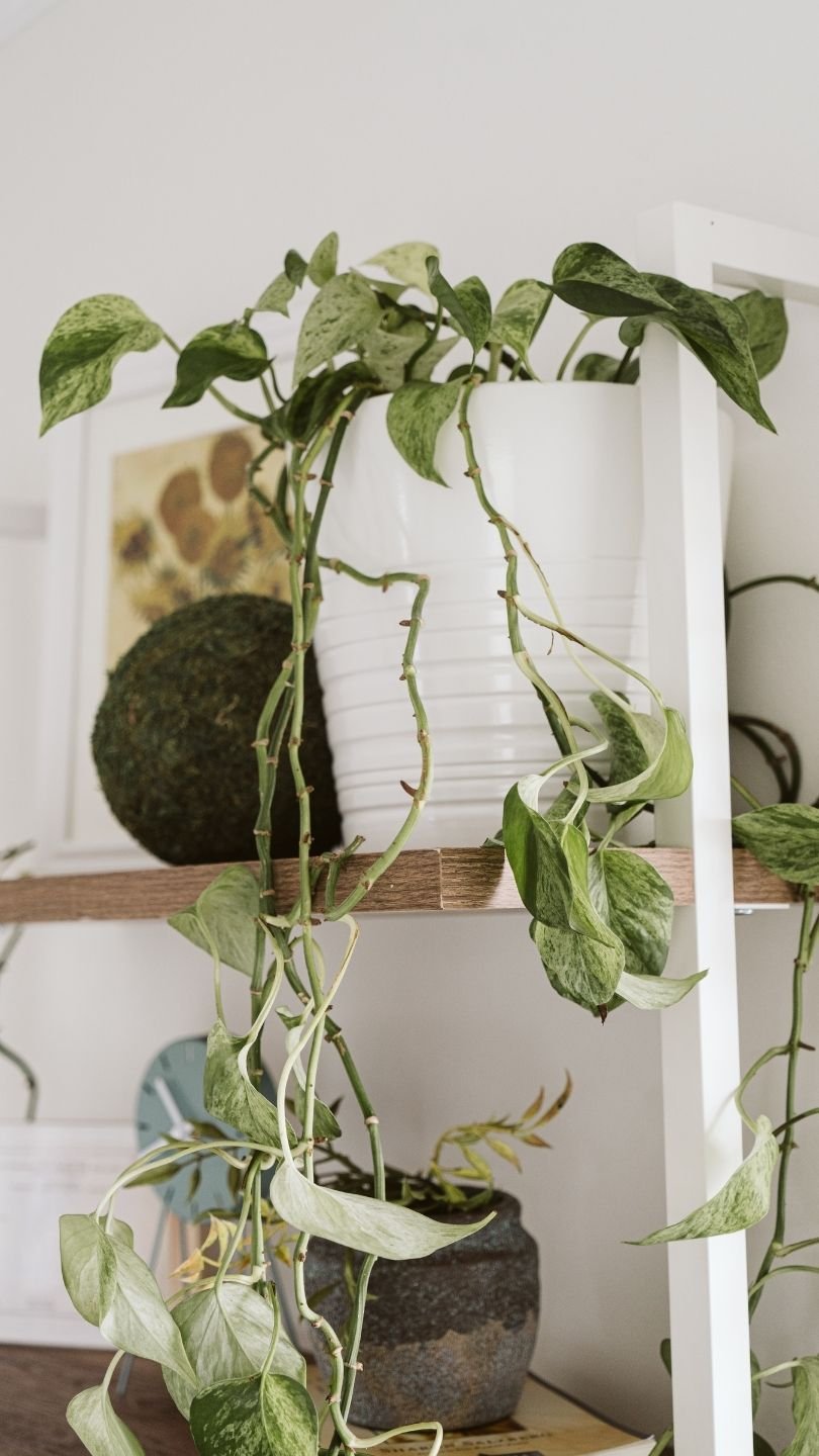 A plant with hanging leaves is displayed in a therapy office at Reset