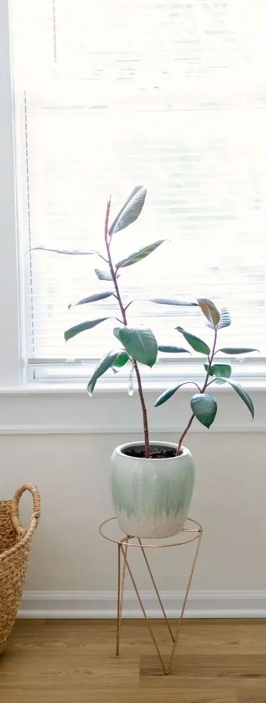 a plant grows in front of a window