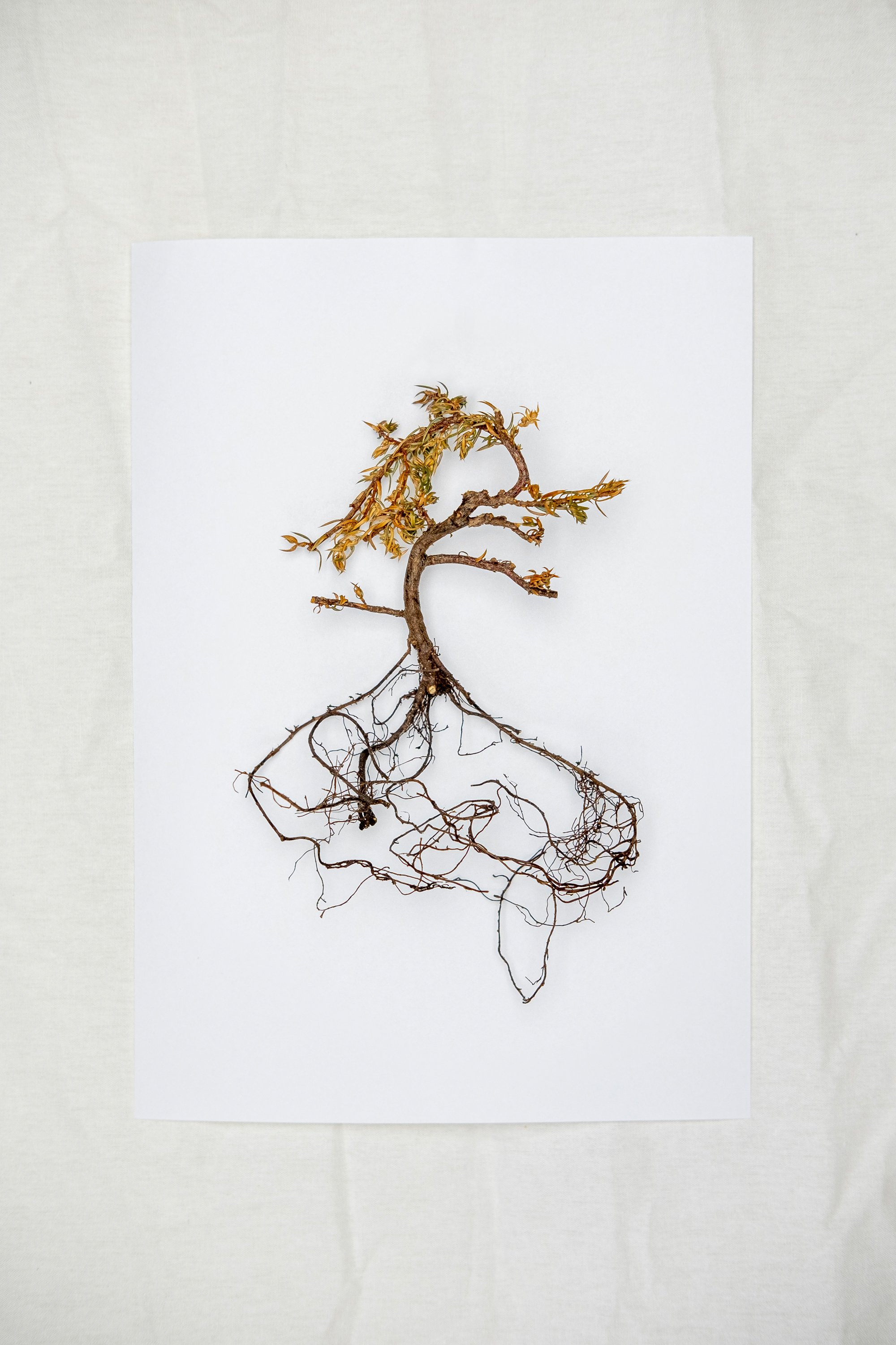 Grulich_Bonsai-01_007-2zu3.jpg