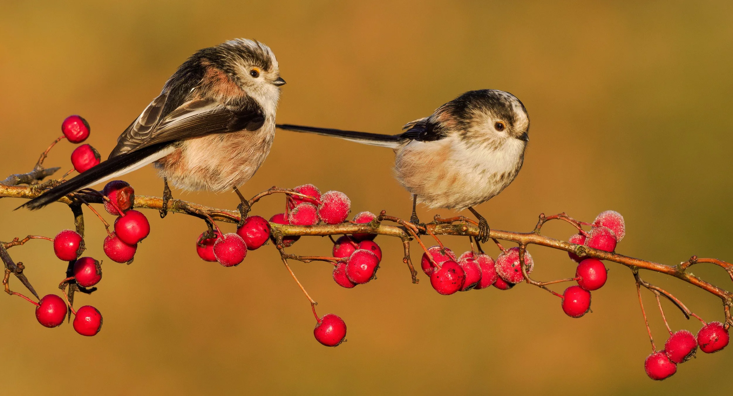 Battling Through the Rain